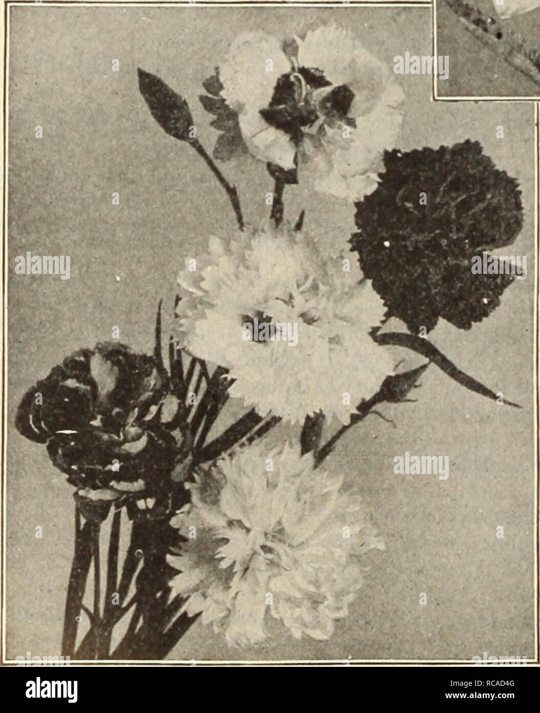 . Dreer's garden book : seventy-sixth annual edition 1914. Seeds Catalogs; Nursery stock Catalogs; Gardening Equipment and supplies Catalogs; Flowers Seeds Catalogs; Vegetables Seeds Catalogs; Fruit Seeds Catalogs. 208 iHEHRTADRftR-PhllAKLPHIAM'^HARDY PfR^nniAL PLANH- PHYSOSTEGIA (FaUe Dragon-Head). One of the most beautiful of our midsummer flowering perennials, form- ing dense bushes 3 to 5 feet high, bearing spikes of delicate tubular flowers not unlike a gigantic heather. (See cut.) Virginica. Bright but soft pink. — alba. Pure white; very fine. — Speciosa. Very delicate pink. 15 cts. each Stock Photo