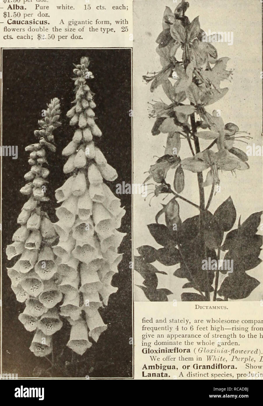 . Dreer's garden book : seventy-sixth annual edition 1914. Seeds Catalogs; Nursery stock Catalogs; Gardening Equipment and supplies Catalogs; Flowers Seeds Catalogs; Vegetables Seeds Catalogs; Fruit Seeds Catalogs. 188 HlHRTADRaR-PHIlADtLPHIAfA- HARDY nmmi plants m DIANTHUS (Pink.). Deltoides {Maiden Pink). A charming creeping variety, with medium sized pink flowers; especially suited for the rock garden. Latifolius atrOCOCCineuS Fl. PI. A beautiful summer bedding variety, producing masses of brilliant fiery crimson double flowers throughout the entire season. NeglectUS ( Glacier Pink). Masses Stock Photo