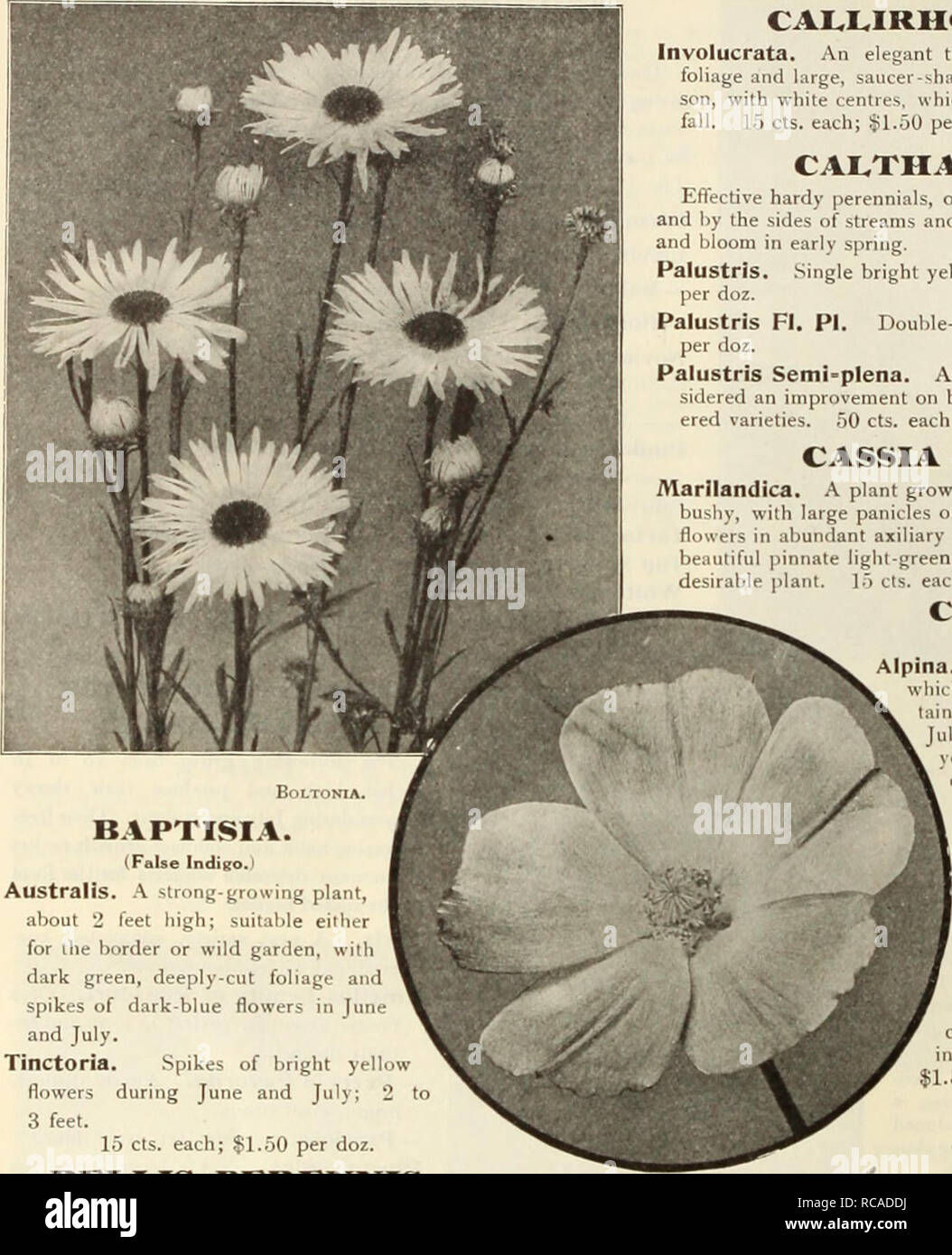 . Dreer's garden book : seventy-sixth annual edition 1914. Seeds Catalogs; Nursery stock Catalogs; Gardening Equipment and supplies Catalogs; Flowers Seeds Catalogs; Vegetables Seeds Catalogs; Fruit Seeds Catalogs. CAL,]L,IRMO£ (Poppy Mallow). Involucrata. An elegant trailing plant, with fniely-divided foliage and large, saucer-shaped tlowt-is of hright rosy-crim- son, with white centres, which are produced all summer and fall. 15 cts. each; $1.50 per doz.; $10.00 per 100. CAL,THA (Marsh Marigold). Effective hardy perennials, of much value in marshy places and by the sides of streams and ponds Stock Photo