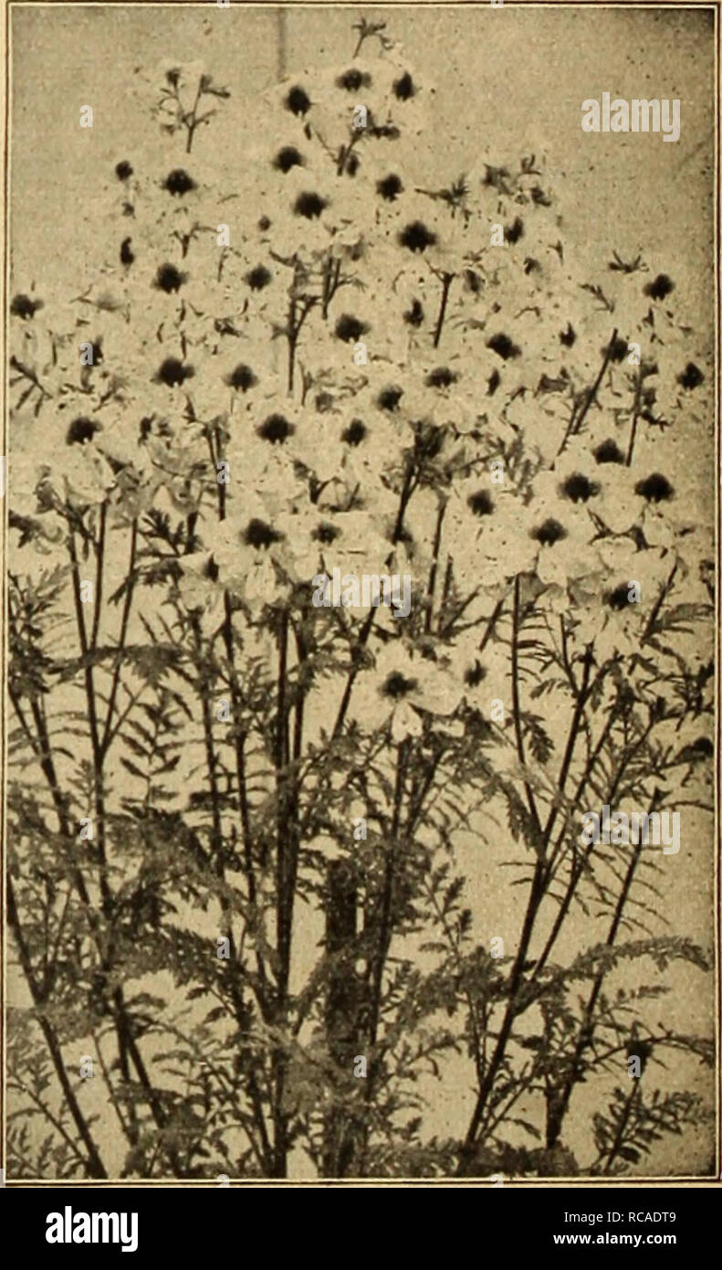 . Dreer's autumn catalogue 1926. Bulbs (Plants) Catalogs; Flowers Seeds Catalogs; Gardening Equipment and supplies Catalogs; Nurseries (Horticulture) Catalogs; Vegetables Seeds Catalogs. Scabiosa per pkt. 3941 Caucasica (/&gt;/«&lt;• Bound)- One of the handsomest of hardy perennials, especially valuable for cutting, the blooms lasting a long time in water; color soft lavcndcr-bluc; 3 feet. 5 packets, $1.00 SO 25 3942 Japonica. A variety from Japan, forming bushy plants, 2 feet in height, and bearing on long, wiry stems beautiful, artistic, lavender-blue flowers; a IJnc cut flower 10 Salvia Sc Stock Photo