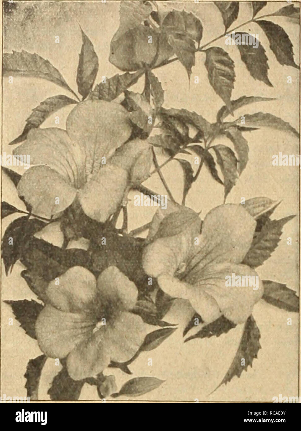 . Dreer's autumn catalogue 1926. Bulbs (Plants) Catalogs; Flowers Seeds Catalogs; Gardening Equipment and supplies Catalogs; Nurseries (Horticulture) Catalogs; Vegetables Seeds Catalogs. Dreer's Select Hardy Climbing Plants. BiGNONU, OR Trumpet Vine BignOnia (Trumpet vine) Grandiflora. The true large flowered type with large showy orange- red flowers. SI.50 each. Radicans. For covering unsightly places, stumps, rockwork, or wherever a showj'-flowering vine is desired, this will be found very useful. The dark red flowers, with orange throat, are attractive, and borne profusely; very hardy. 50 c Stock Photo