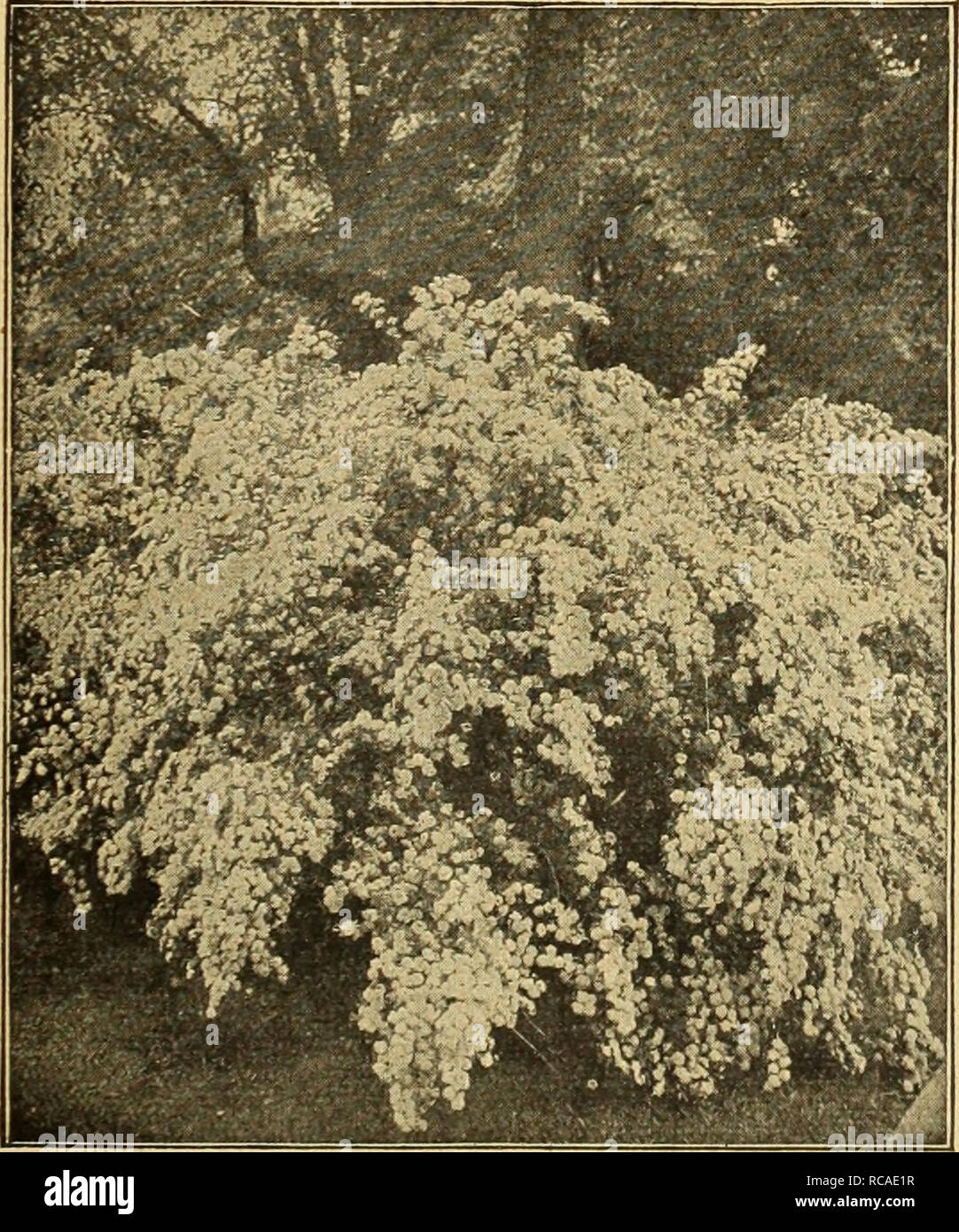 . Dreer's autumn catalogue 1926. Bulbs (Plants) Catalogs; Flowers Seeds Catalogs; Gardening Equipment and supplies Catalogs; Nurseries (Horticulture) Catalogs; Vegetables Seeds Catalogs. Philadelphus Coronarius. Spiraea Van Houttei Rhodotypus Kerrioides {White Kerria). A very ornamental Japanese Shrub of medium size, which succeeds well in sun or shade, with pretty foliage and large single white flowers the latter part of May. 60 cts. each. Rhus Typhina Laciniata {Cut-leaved Staghorn Sumac). The leaves are beautifully cut like a delicate fern and in fall assume the most brilliant colors, this  Stock Photo