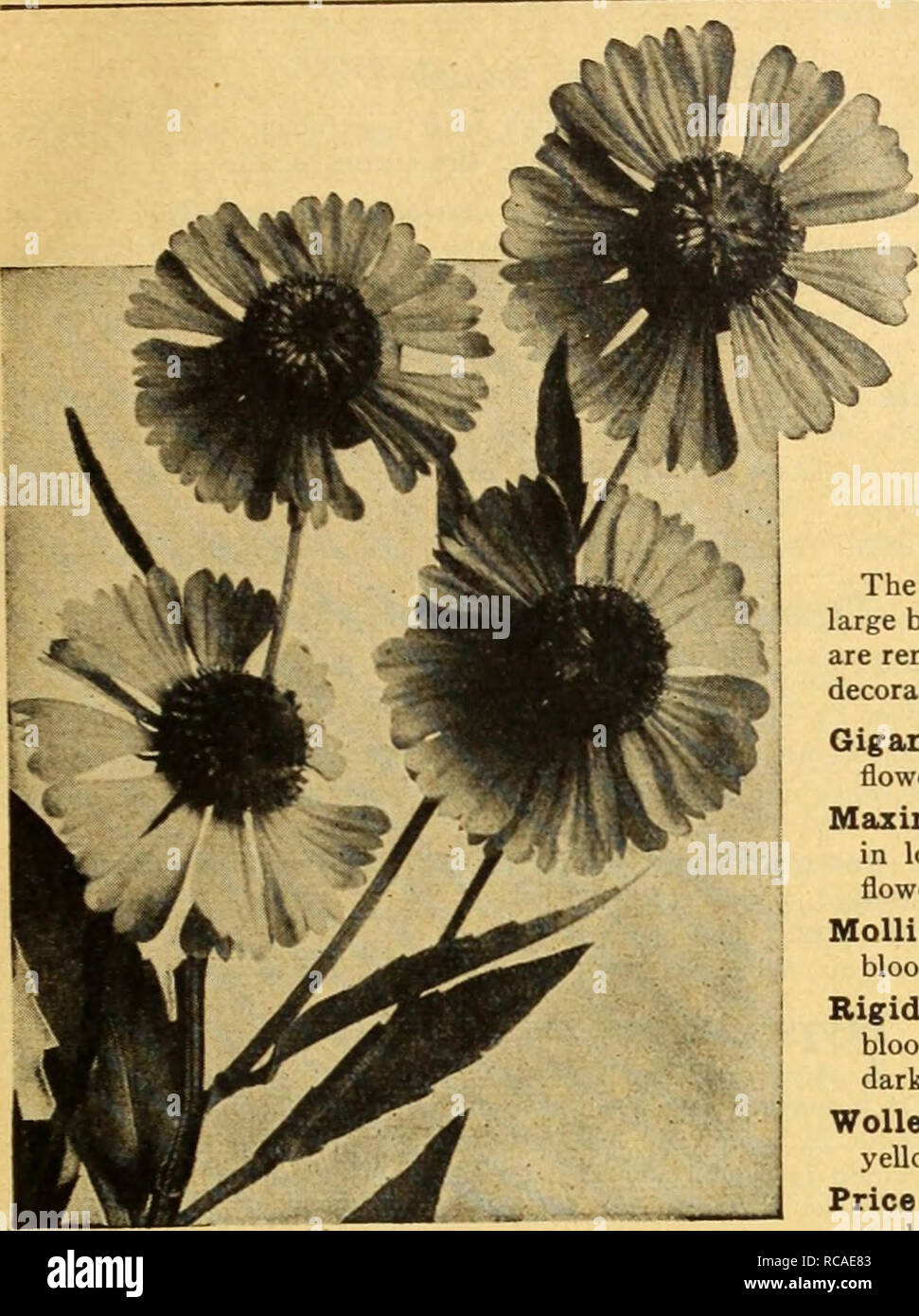 . Dreer's autumn catalogue 1926. Bulbs (Plants) Catalogs; Flowers Seeds Catalogs; Gardening Equipment and supplies Catalogs; Nurseries (Horticulture) Catalogs; Vegetables Seeds Catalogs. /flEI11iyAlMSiM!idiO&amp;llilfeU^Mik#gâ¢i^ 41. Helianthemum (Rock, or Sun Rose) Exceedingly pretty low growing evergreen plants, forming' broad clumps, and which during their flowering season, Jime to' July, are quite hidden by a mass of bloom; well adapted for the front of the border, the rockery, or a dry sunny bank. - Fireball. Fiery double red. Mrs. Earle. Rich single red. Macranthum. Single white. Praecox Stock Photo