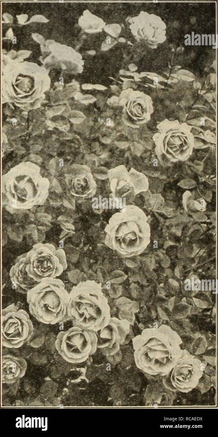 Dreer S Autumn Catalogue 1925 Bulbs Plants Catalogs Flowers