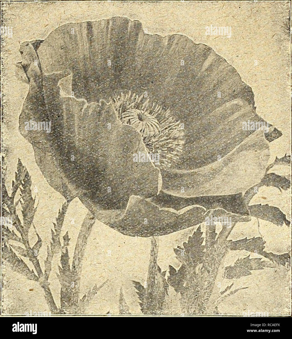 . Dreer's autumn catalogue 1924. Bulbs (Plants) Catalogs; Flowers Seeds Catalogs; Gardening Equipment and supplies Catalogs; Nurseries (Horticulture) Catalogs; Vegetables Seeds Catalogs. /flEHRyAMm^ lELMBLEFMWER SEEDS. 73 PhySOStegia (False Dragon Head) PER PICT. 3651 Virginica. One of the prettiest hardy perennials, and gaining in popularity as it becomes better known. It forms dense bushes 3 to 4 feet high, bearing freely during the summer months spikes of delicate pink tubular flowers not unlike a gigantic heather $0 10 3652 — Alba. A pretty white-flowered form of the above, 10 Platycodon ( Stock Photo