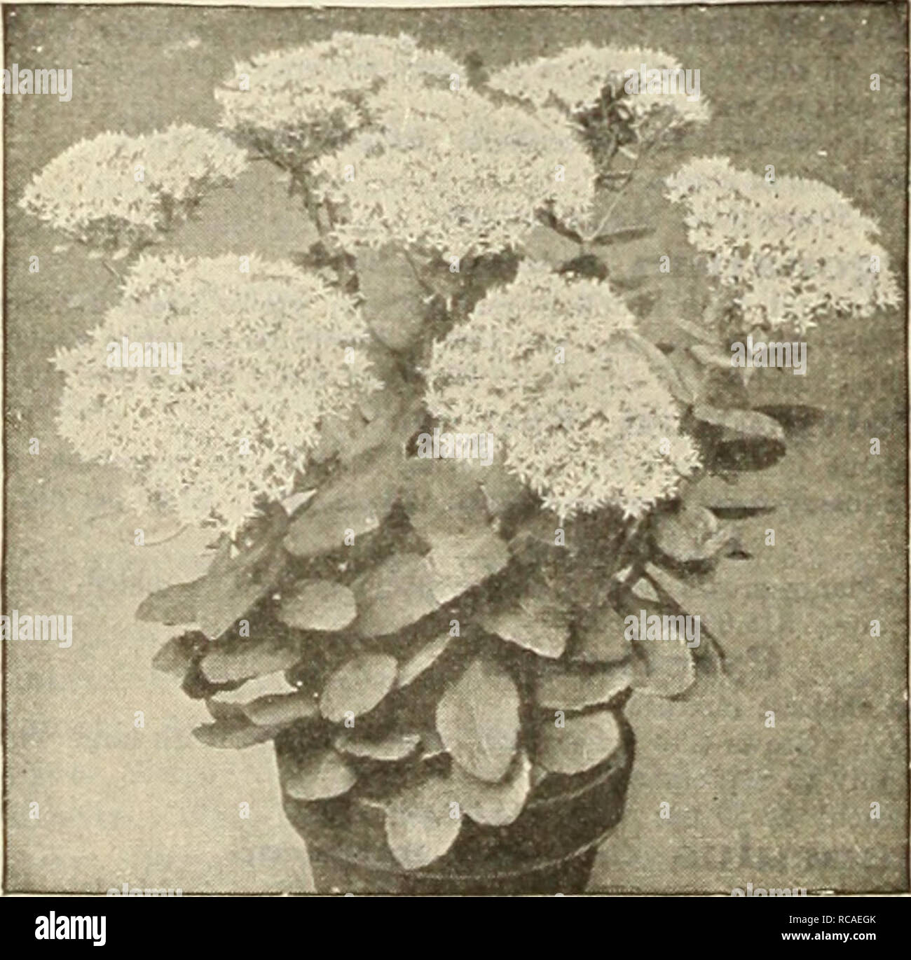 . Dreer's autumn catalogue 1925. Bulbs (Plants) Catalogs; Flowers Seeds Catalogs; Gardening Equipment and supplies Catalogs; Nurseries (Horticulture) Catalogs; Vegetables Seeds Catalogs. Rudbeckia Purpurea (Giant I'urplc Cone Flower). Sedum Spectabile Silene (CatchHy) Alpestris. A good rock plant grows about 4 inches high with glistening white flowers in July and August. Sbafta {Autumn Calchfly). A charming rock plant, growing 4 to 6 inches high, with masses of bright pink flowers from July to October 25 cts. each; $2.50 per doz.; $15.00 per 100. Sedum (StoneCrop) Suitable for the rockery, car Stock Photo
