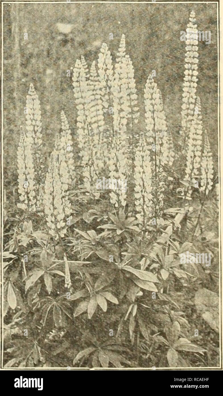 . Dreer's autumn catalogue 1925. Bulbs (Plants) Catalogs; Flowers Seeds Catalogs; Gardening Equipment and supplies Catalogs; Nurseries (Horticulture) Catalogs; Vegetables Seeds Catalogs. LVTURU.M ROSEUM SUPERBUM Linum (Fiax) Perenne. A desirable plant for the border or rockery, growing IJ feet high, with light graceful foliage and large blue flowers all summer. Perenne Alba. A white variety of the above. 25 cts. each; $2.50 per doz.; $15.00 per 100. Lobelia Cardinalis {Cardinal Flower). Handsome border plants. Rich, fiery cardinal flowers; strong plants, often producing 10 to 18 spikes, 24 to  Stock Photo