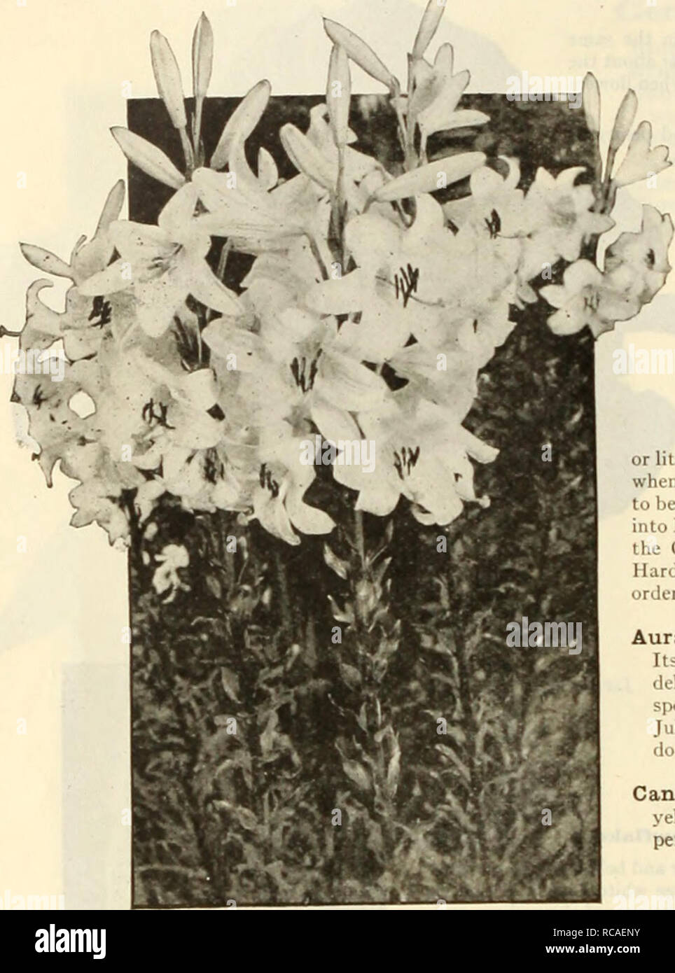 . Dreer's autumn catalogue 1925. Bulbs (Plants) Catalogs; Flowers Seeds Catalogs; Gardening Equipment and supplies Catalogs; Nurseries (Horticulture) Catalogs; Vegetables Seeds Catalogs. 26 /AEHKyAlMtEElL^ BULBS ''^H miL PLANTING |^HlLM&gt;HRlk. LILIUMS SPECIAL NOTICE.-L//&gt;' bulbs wilt be forwarded as they maiure. As a rule uv can jiirnish Candidum, Harrisii, Cauadense, Superbtim and Tenuijolium in September. The entire balance from late October to December. It is advisable to prepare your Lily bed early in the autumn and cover with j or 4 incites of litter. This will licep the ground from Stock Photo