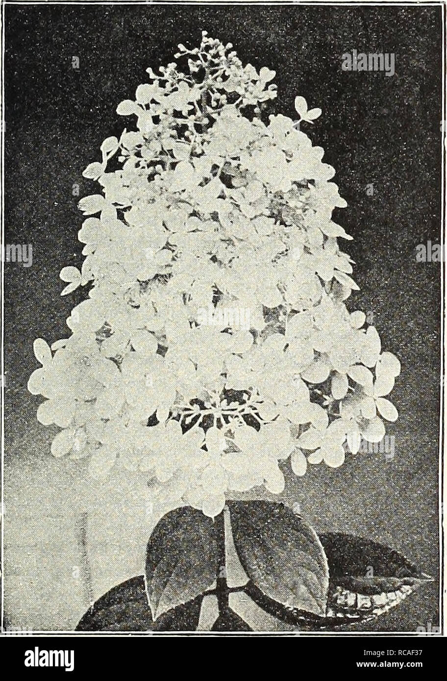 . Dreer's autumn catalogue 1922. Bulbs (Plants) Catalogs; Flowers Seeds Catalogs; Gardening Equipment and supplies Catalogs; Nurseries (Horticulture) Catalogs; Vegetables Seeds Catalogs. Deutzia Crfnata Magnifica. A tall Shrub of willowy covered with golden yel- Hyukangea Paniculata Gkandiflora Evonymus Europaea (BKruiug Bush). A very conspicuous, tall Shrub, which In the autumn and winter is loaded with scarlet seed pods, from which orange-colored berries hang on slender threads. 60 cts. each. Exochorda Grandiflora {Pearl Bush). A medium-sized Shrub, bearing whl.e flowers in slender racemes i Stock Photo