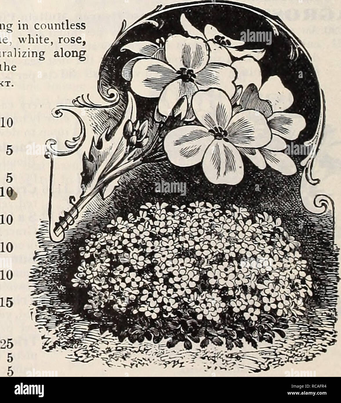 . Dreer's garden book : 1906. Seeds Catalogs; Nursery stock Catalogs; Gardening Equipment and supplies Catalogs; Flowers Seeds Catalogs; Vegetables Seeds Catalogs; Fruit Seeds Catalogs. ANTHEMIS. (Hardy Marguerite.) 1150 Tinctoria Kelwayi. A most satisfactory hardy per- ennial, bearing all summer daisy-like golden-yellow blossoms ; excellent for cut- ting; 2 feet. 50 cts. per oz ARABIS (Rock Cress). 1201 Alpina. The earliest, pret- tiest spring flower. The spreading tufts are covered with a sheet of pure while flowers as soon as the snow disappears. Unequalled for rockeries or edgings ; with-  Stock Photo