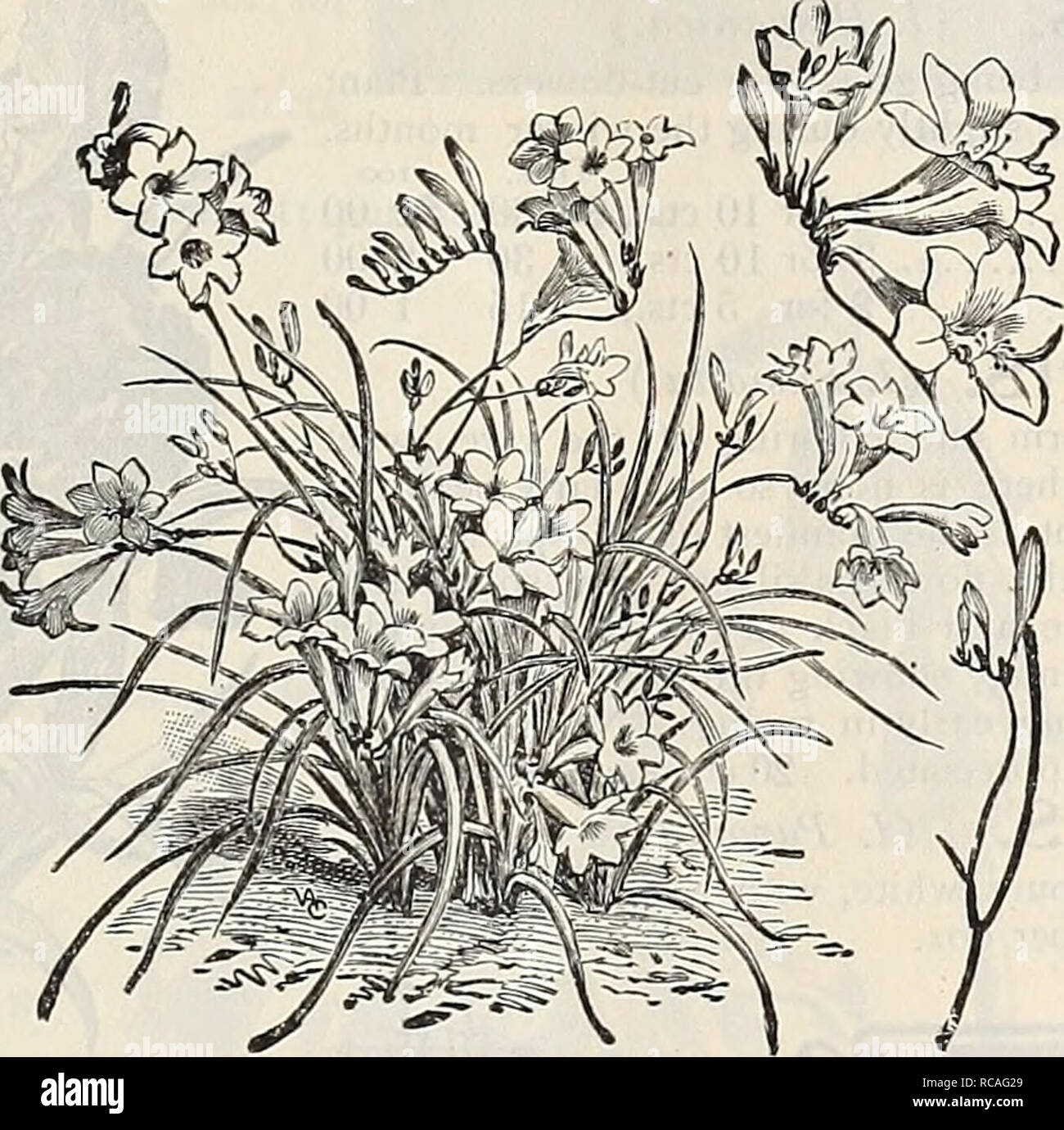 Dreer S Autumn Catalogue 1896 Bulbs Plants Seeds Bulbs