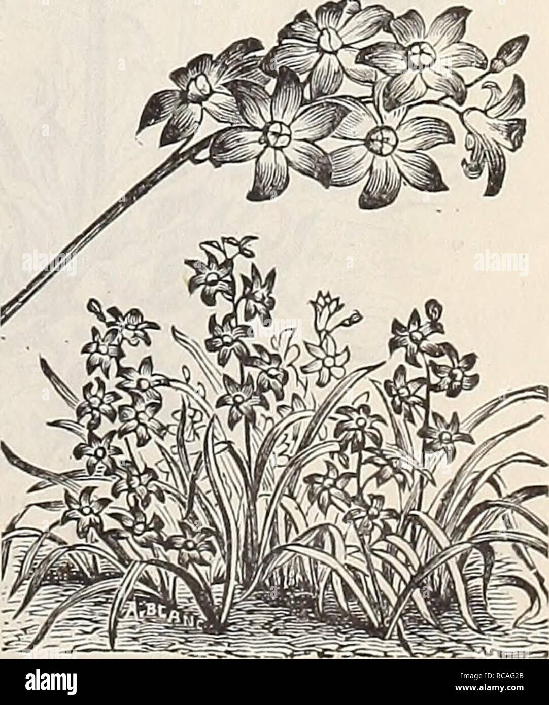 . Dreer's autumn catalogue : 1896 bulbs, plants, seeds. Bulbs (Plants) Catalogs; Flowers Seeds Catalogs; Gardening Equipment and supplies Catalogs; Nurseries (Horticulture) Catalogs; Fruit Seeds Catalogs. chionodoxa. ( Glory of the Snow.) BABIANA. A charming genus with leaves of darkest green, thickly covered with downy hairs, and bearing showy spikes of flowers. They should have the pro- tection of a cold-frame, and are very successfully grown in pots. Height, 6 to 9 inches. Mixed Varieties. 3 for 10 cts., 40 cts. per doz., §3.00 per 100. CALOCHORTUS. (Mariposa, or Butterfly Tulip.) Very beau Stock Photo