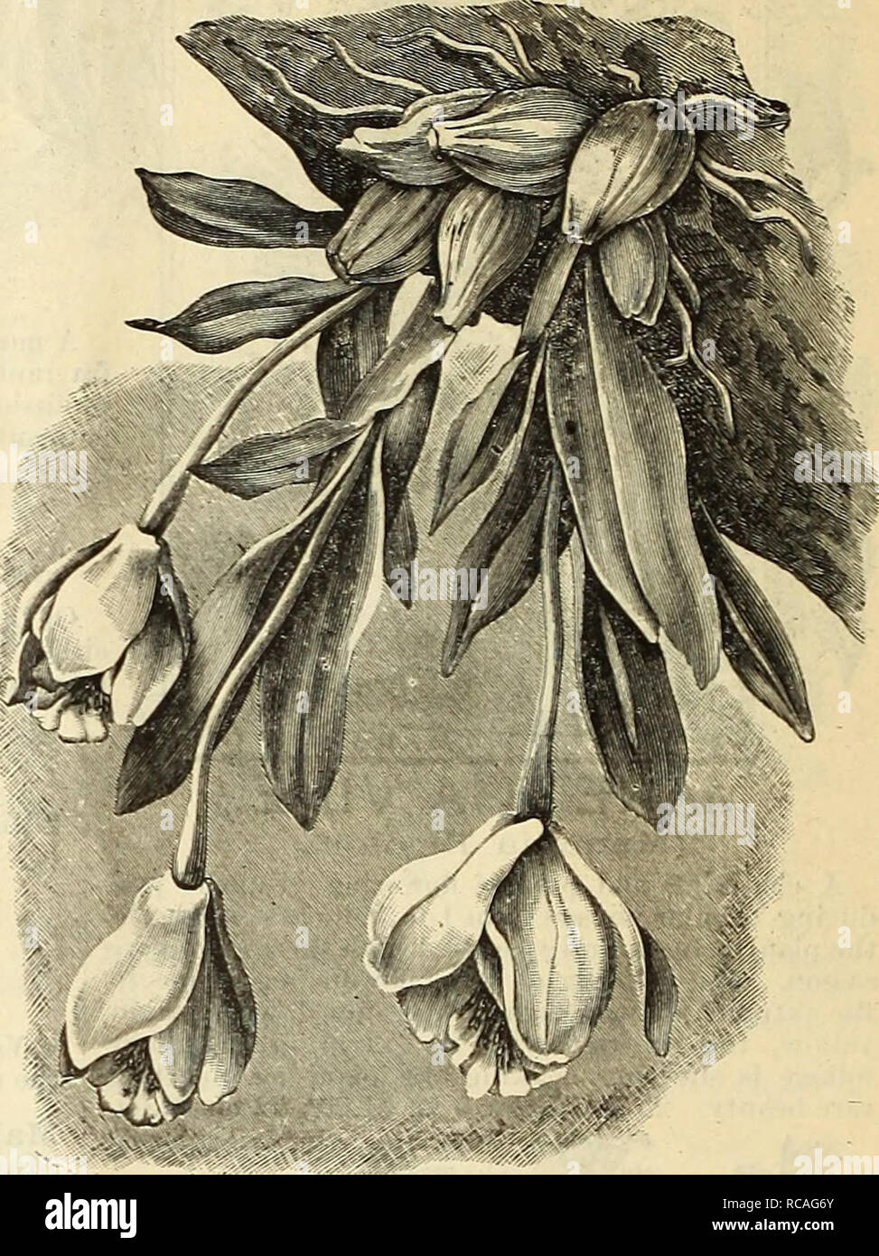 . Dreer's autumn bulb catalogue : 1891. Bulbs (Plants) Catalogs; Flowers Seeds Catalogs; Gardening Equipment and supplies Catalogs; Nurseries (Horticulture) Catalogs. 32 E)REER'S ^UTUMN CATALOGUE. 1891 *OReHiDS. F OE the convenience of those who desire a few orchids for trial we offer the following sets at a considera- ble reduction from regular rates. The plants are strong, well established, and with ordinary care should prove satisfactory. They cannot be sent by mail. For Cool Greenhouse or House. Bletia Tankervillae. Laelia Anceps. Cypripedium Insigne. &quot; Autumnalis. Cattleya Crtrina. O Stock Photo