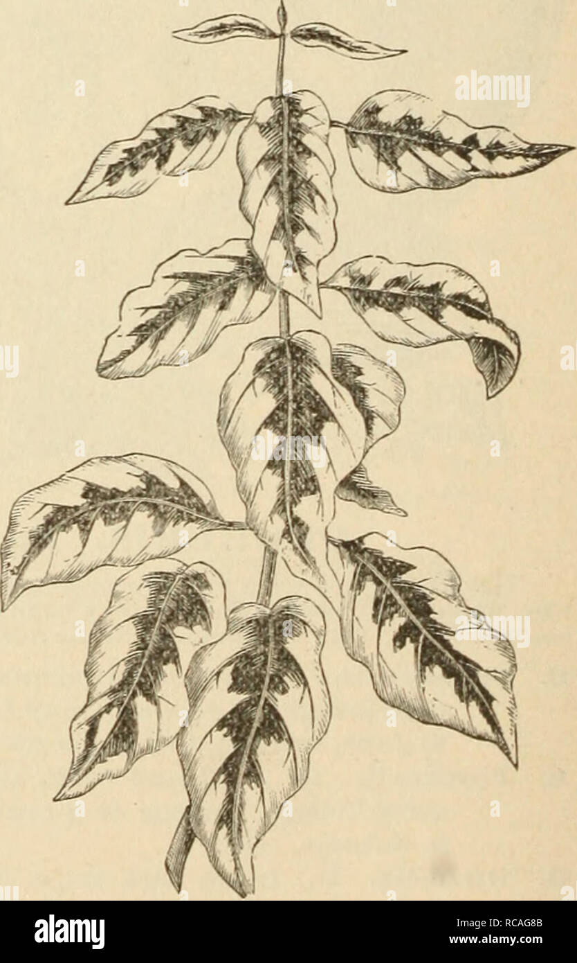 . Ellwanger &amp; Barry's supplementary catalogue novelties, etc. : 1898. CLETHRa. (Reduced.) C. D. C. c. c. c. c. c. circinata. Round-leaved Dogwood, small, white, in flat cymes in June and July; fruit light blue. oOp. mascula. Cornelian Cherry. D. A small tree, native of Europe flowers eai-ly in spring, before the leaves. 35c. var. elegantissima variegata. (New.) D. The variegation of this variety is of a pale yellow, turning to rose color in the autumn. 75c. var. variegata. Variegated Cornelian Cherry. D. Diffei-s only from the mascula in having the foliage beautifullj' vai-ie- gated with w Stock Photo