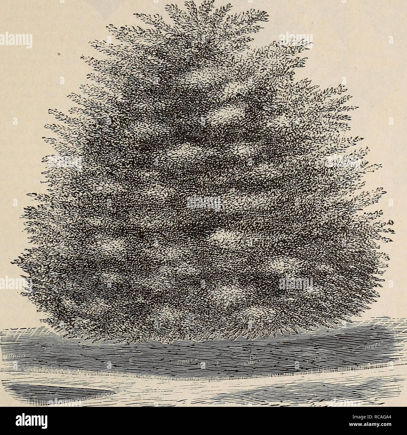 . Ellwanger &amp; Barry's general catalogue : Mount Hope nurseries. GENERAL CATALOGUE. 59 Crataegus o. vai*. pyramidalis. Pykamidal Thorn. C. Of fine pyramidal habit; a good grower; flue foliag'e; flowers white, sing-le, $1.00. C. tanacetifolia. Tanst-leaved Thorn. C. A fine, larg-e, vig-orous tree, with beautiful, deep green, distinct foliag-e and yellow fruit. Sl-00. C. tomentosa, erroneously C. glabra. C. A vigorous species with large dark green foliage ; fruit red. $1.00. var. mollis, erroneously C. acerifolia. 13. A close, compact-headed tree with distinct and ornamental foliage. $1.00..  Stock Photo