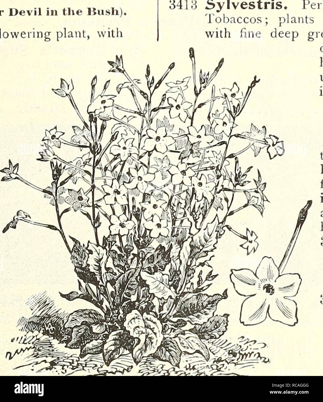 . Dreer's garden book : 1904. Seeds Catalogs; Nursery stock Catalogs; Gardening Equipment and supplies Catalogs; Flowers Seeds Catalogs; Vegetables Seeds Catalogs; Fruit Seeds Catalogs. OxALis Trop;eoloides. NIBREMBCRGIA (Cup Flo^ver). A half-hardy perennial, slender-growing plant, perpetually in bloom, flower- ing the first year if sown early ; desirable for tlie greenhouse, baskets, vases, or l)edding out; 1 foot, 3421 Frutescens. While, tinted with lilac 10 NlGELLA DaMASCENAC (Love in a Mist, or Devil in the IJush). NIGEI.I.A 3430 Damascena. A compact, free-flowering plant, with linely-cut  Stock Photo