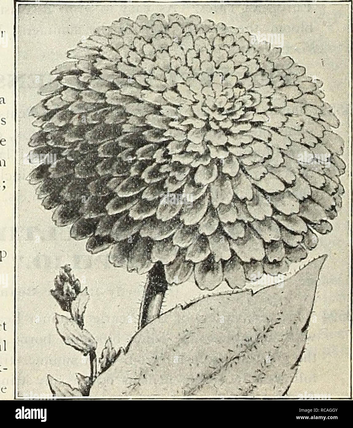 . Dreer's 1838 1908 garden book. Seeds Catalogs; Nursery stock Catalogs; Gardening Equipment and supplies Catalogs; Flowers Seeds Catalogs; Vegetables Seeds Catalogs; Fruit Seeds Catalogs. RUDBECKIA BICOLOR StiPERBA PLENA. 3905 The single and semi-double-flowering forms of this showy annual are favorably known to many gar- deners, and we feel sure this new completely double- flowering type will soon be popular. The plant grows from 18 to 24 inches high, the double Zin- nia-like flowers are golden-yellow with a dark brown tip at the base of the petals. Very free-flow- ering over a season, which Stock Photo