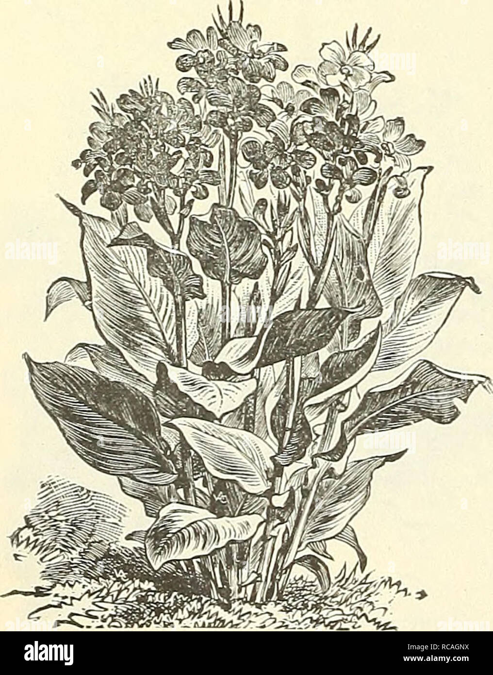 . Dreer's garden book : 1904. Seeds Catalogs; Nursery stock Catalogs; Gardening Equipment and supplies Catalogs; Flowers Seeds Catalogs; Vegetables Seeds Catalogs; Fruit Seeds Catalogs. Campanula Persicifolia Grandiflora.. Cup and Saucer Canterbury Bells. Hardy Perennial Candytufts. (Iberis. I PER PKT. 1771 Qibraltarlca Hy= brida. Very fine species, white flowers, shading to lilac 10 1772 Sempervirens. A profuse w late bloom- ing haidy perennial, coming in flower early in the spring; much used lor cemeteries, rockeries, etc.; 1 foot . 10 Canary-Bird Tine. (Tropseoluiu Canariense.) 1741 A beaut Stock Photo