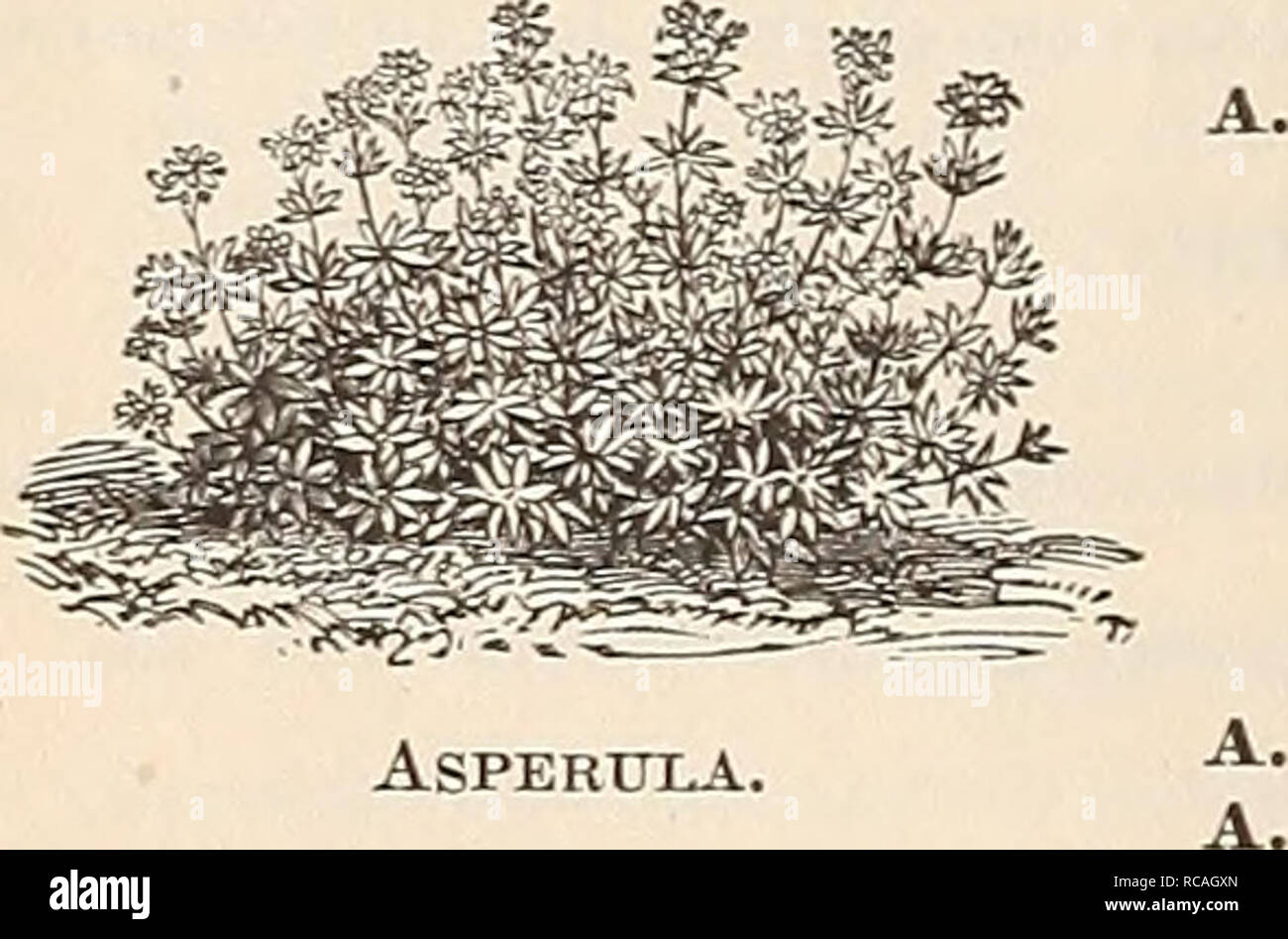 . [Ellwanger &amp; Barry's general catalogue]. 116 ELLWANGER &amp; BARRY'S AKABIS. Kock-Cress. Dwarf, early, free-flowering perennials, well adapted for rock-work and g-eneral culture. A. alpina. Alpine Rock-Cress. Flowers white, in smaU racemes in early spring; 6 to 8 inches. 25c. var. variegata. Of low habit and finely variegated foliage. Very ornamental in rock-work; blooms in early spring. 25c. AKENARIA. Sandwort. A. csespitosa. A handsome little Alpine plant, growing in dense masses; moss-like foliage; flowers starry-white, all summer; 3 inches. May. 25c. ARMERIA. Thrift, Sea Pink. A. arg Stock Photo