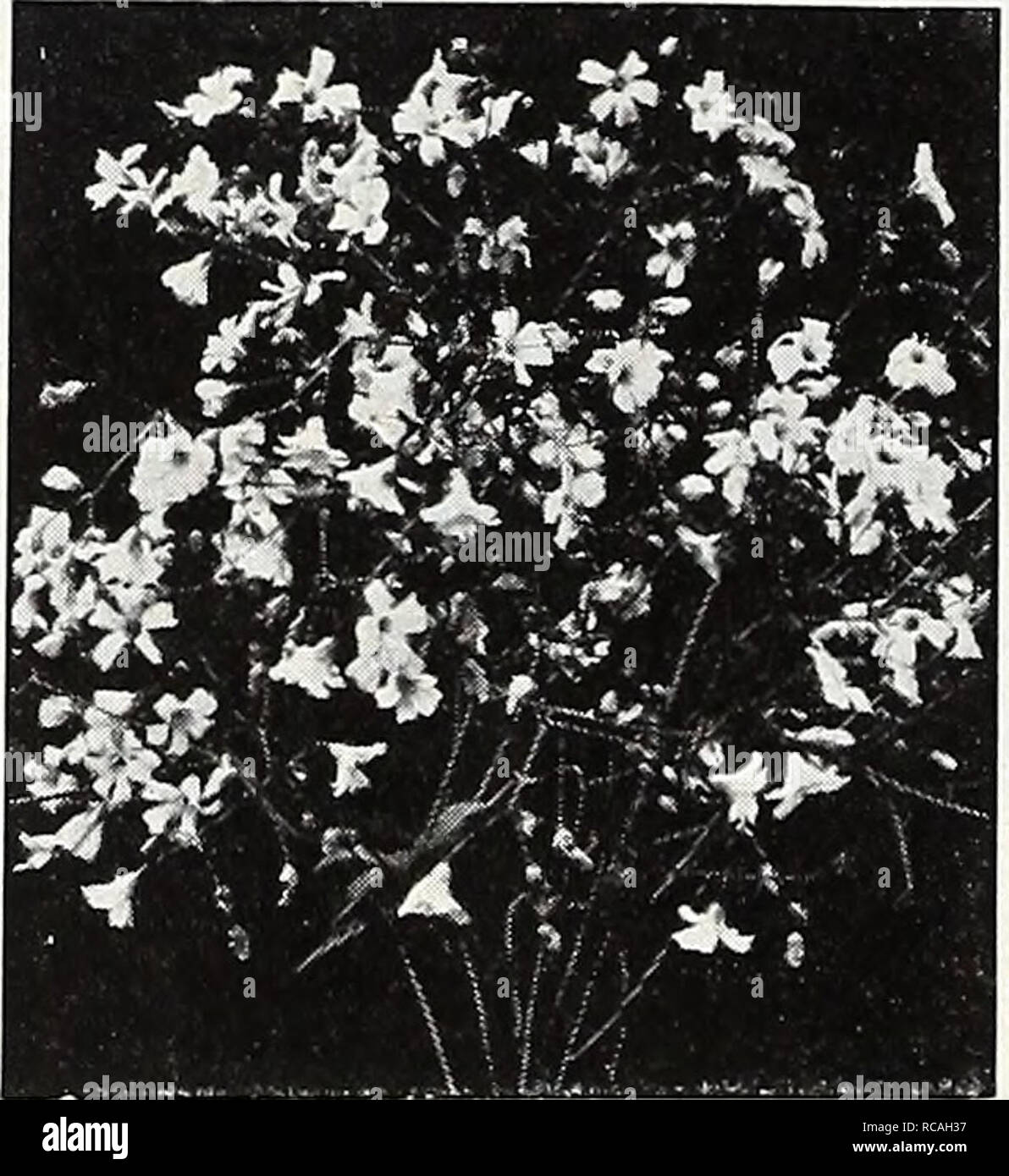 . Dreer's 1950. Seeds Catalogs; Nursery stock Catalogs; Gardening Equipment and supplies Catalogs; Flowers Seeds Catalogs; Vegetables Seeds Catalogs; Fruit Seeds Catalogs. Heuchera — Sdngumea. Gypsophila — Alba Grandiflora HELIOTROPE, Choice Mixed, 2608. (Cherry Pie.) Delightfully fragrant, large blue and white flower heads. Grow in pots, porch boxes or beds. 2 ft. Pkt. 20(;'-. HELIOPSIS, Pitcheriana, 2605. (Orange Sun- flower.) Brilliant single golden yellow flow- ers all summer. 3-4 ft. tall. Pkt. 25(f. HELENIUM, Hoopesii, 2566. Perennials 2 ft. tall witli a mass of bright orange Daisy-like  Stock Photo