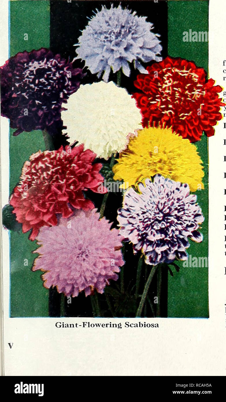 . Dreer's 1950. Seeds Catalogs; Nursery stock Catalogs; Gardening Equipment and supplies Catalogs; Flowers Seeds Catalogs; Vegetables Seeds Catalogs; Fruit Seeds Catalogs. Chrysanthemum, Merry Mixture BACHELOR BUTTONS (Centaurea Cyanvis) The old rehable but larger, fuller and longer stemmed for cutting. Plants are bushy and up- right, 2 feet taU. Make one sowing as soon as the ground can be prepared and an- other May 30 for succession, and ou'U have boufonnieres all sum- mer and faU. Double Black Boy, 1884. Dark maroon. Double Blue Boy, 1881. True coriillower-blue. Double Pinkie, 1882. Bright  Stock Photo