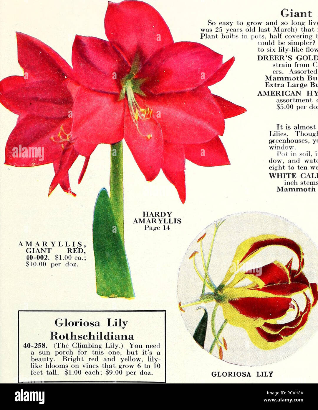 AMARYLLIS, GIANT RED, 40-002. $1.00 ea.; 10.00 per doz. Gloriosa Lily  Rothschildiana 40-258. (The Climbing Lily.) You need a sun porch for tnis  one, but it's a beauty. Bright red and