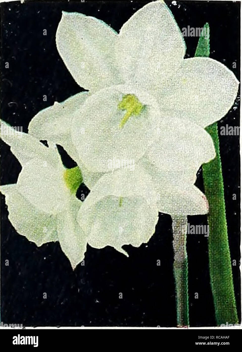 . Dreer's 1949 fall bulb catalog : 1838 - 111 years of quality - 1949. Bulbs (Plants) Catalogs; Flowers Seeds Catalogs; Gardening Equipment and supplies Catalogs; Nurseries (Horticulture) Catalogs; Vegetables Seeds Catalogs. W. P. MILNER. TRIANDRUS, Thaha ;z?&lt;.e2!i«^ NARCISSUS Could be called Bouquet Narcissus, for three or four flowers, like the Poet's Narcissus but smaller, are grouped together on each stem. They are hardy, force easily, and are delightfully sweet scented. Cheerfulness, 40-780. Double; white. 20c each; $1.50 per doz.; $10.00 per 100. Geranium, 40-787. Single, pure white p Stock Photo
