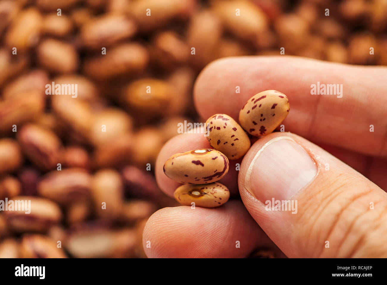 Close up of hand holding pinto bean between fingers, selective focus Stock Photo