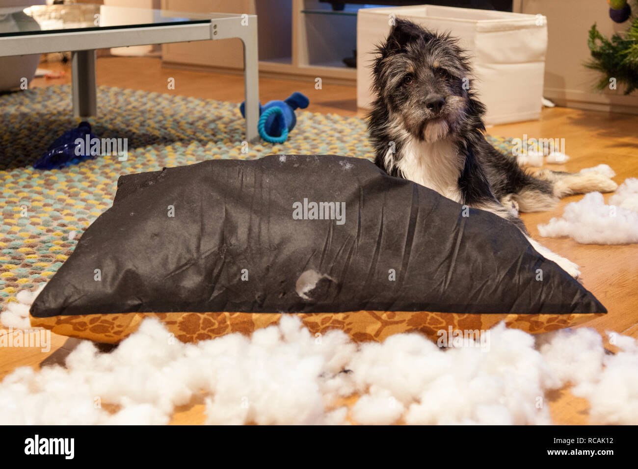 Ripping up hires stock photography and images Alamy