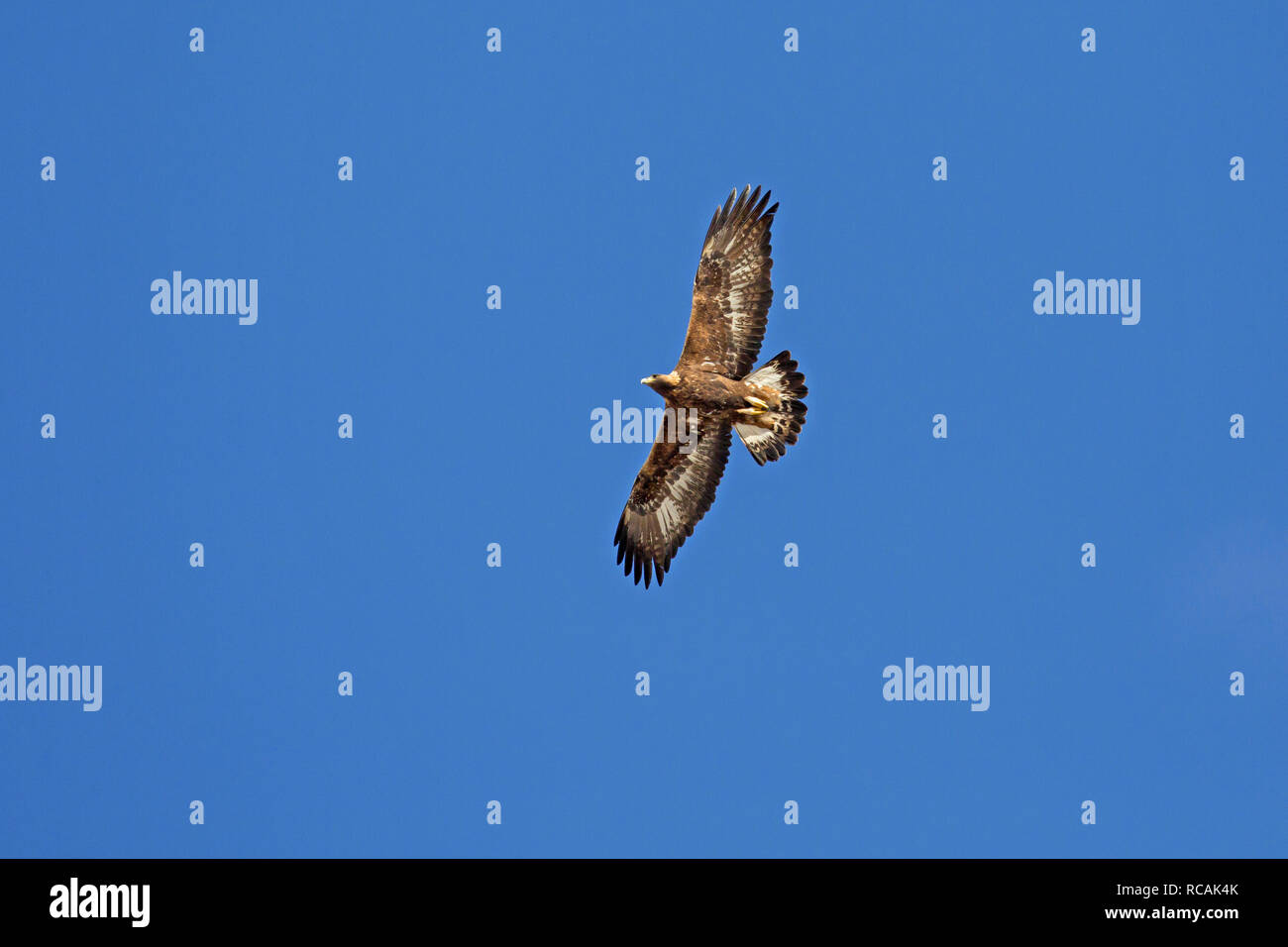 European golden eagle (Aquila chrysaetos) juvenile in flight soaring against blue sky Stock Photo