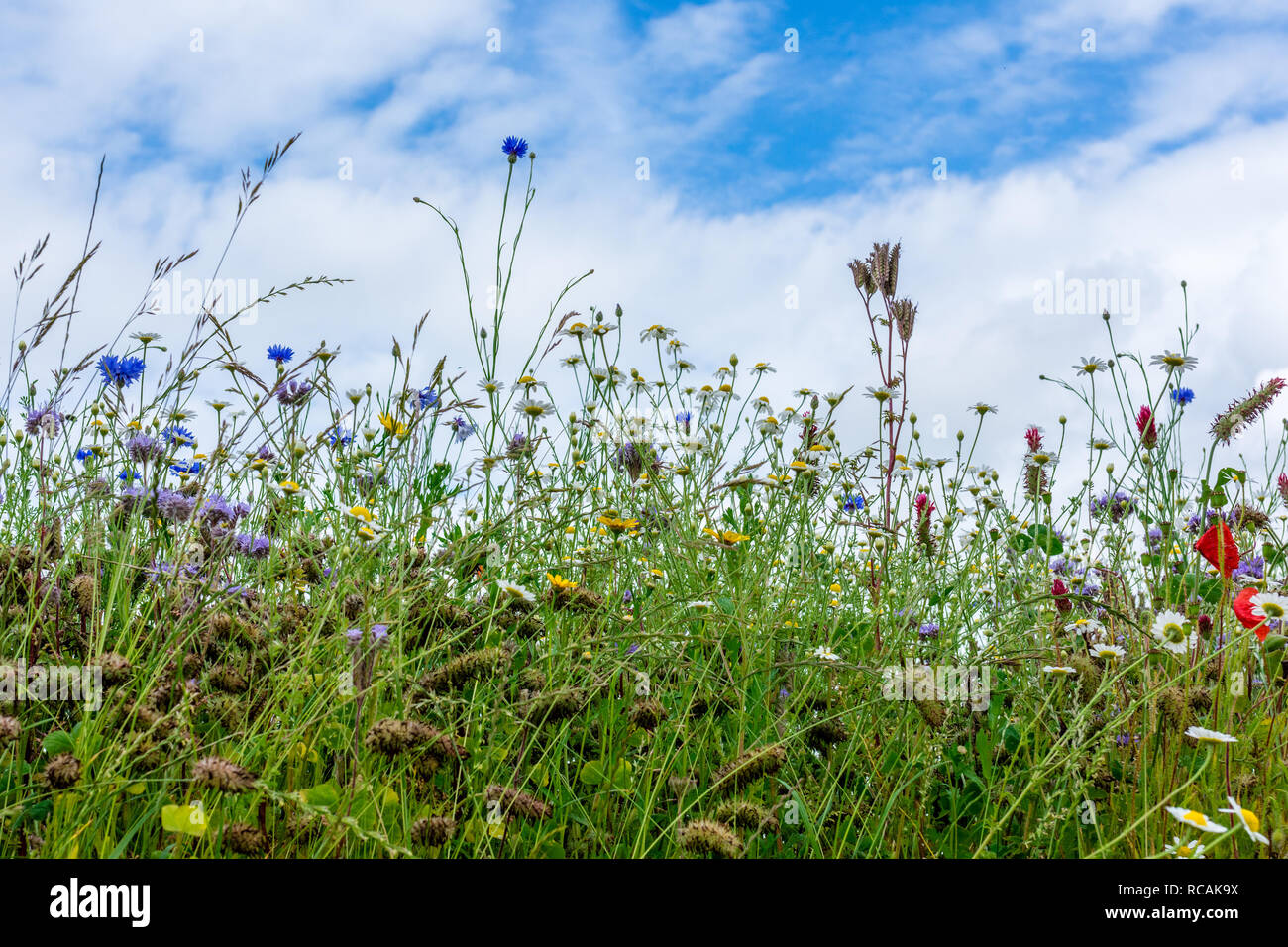 Beautiful flowering Spring Meadow with white clouds and blue sky background. Stock Photo
