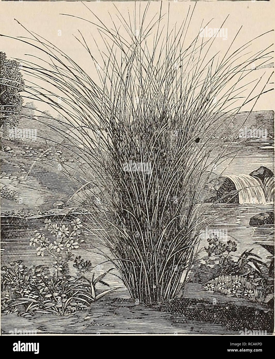 . Ellwanger &amp; Barry's general catalogue of fruit &amp; ornamental trees, roses etc. GENERAL CATALOGUE. 121 GENISTA. Rock-Broom. G. sagittalis. Arrow-pointed Broom. A line dwarf perennial; flowers pea-shaped, yellow in a terminal spike. 50c. GERANIUM. Crane's Bill. Not Pelargonium or Scarlet Geranium. G. ibericum. Bluish purple; one foot. July and Augrust. 25c. G. praetense. Lilac purple; crow foot leaved; one foot. July and August. 25c. var. flore pleno. Crow-foot leaved: double flowering-; one foot. Julj- and August. 25c. G. sanguineum. Purplish red; spread- ing ; 6 inches. June. 25c. GIL Stock Photo