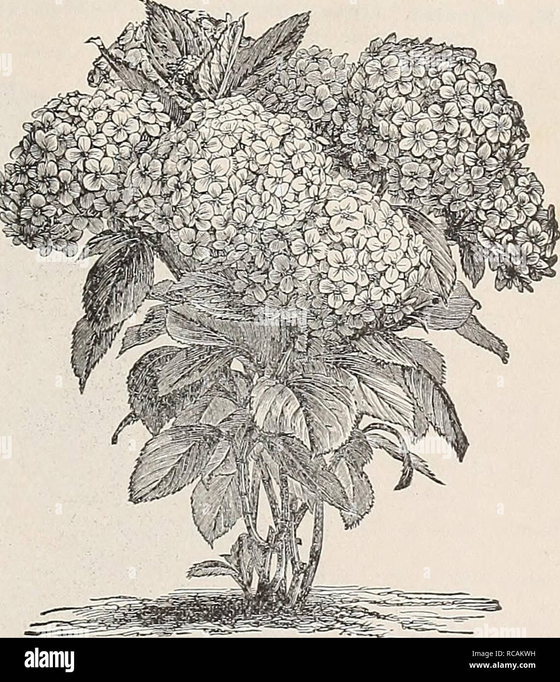. Ellwanger &amp; Barry's general catalogue of fruit &amp; ornamental trees, roses etc. GENERAL CATALOGUE. 87 HIBISCUS. Althaea, or Rose of Sliaron. Eibisch, Ger. Guimauve, Fr. The Althteas are fine, free-g-rowing, flowering shrubs, of the easiest cultivation. Very desirable on account of Dlooming in August and September, when scarcely any other tree or shrub is in blossom. H. Syriaciis var. Boule de Feu. C. Large, very double, well-formed flowei-s, of a beautiful violet red color. Plant vigorous; flowers late. 3.5c. var. flore pleno fol. var. Variegated-leaved Bouble Purple-flowered Alth^a. C Stock Photo
