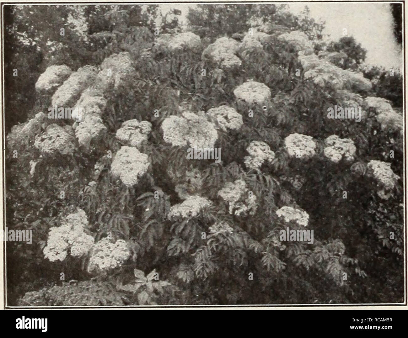 . Ellwanger &amp; Barry Mt Hope Nurseries 1916. Nurseries (Horticulture) Catalogs; Roses Seeds Catalogs; Strawberries Catalogs; Bulbs (Plants) Catalogs; Fruit Catalogs; Flowers Catalogs. RHUS—SUMACH-Confmued R. copallina. Dwarf Sujiach. Shining Sumach. D. Beautiful shining green foliage changing to rich crimson in autumn. Greenish-yellow flow- ers in August. 18 to 24 in., 50c each. R. Cotinus. Purple Fringe, or Sjioke Tree. C. From the South of Europe. A much admired shrub for its curious fringe, or hair-like flowers, that cover the whole surface of the plant in mid- summer. It grows 10 to 12  Stock Photo