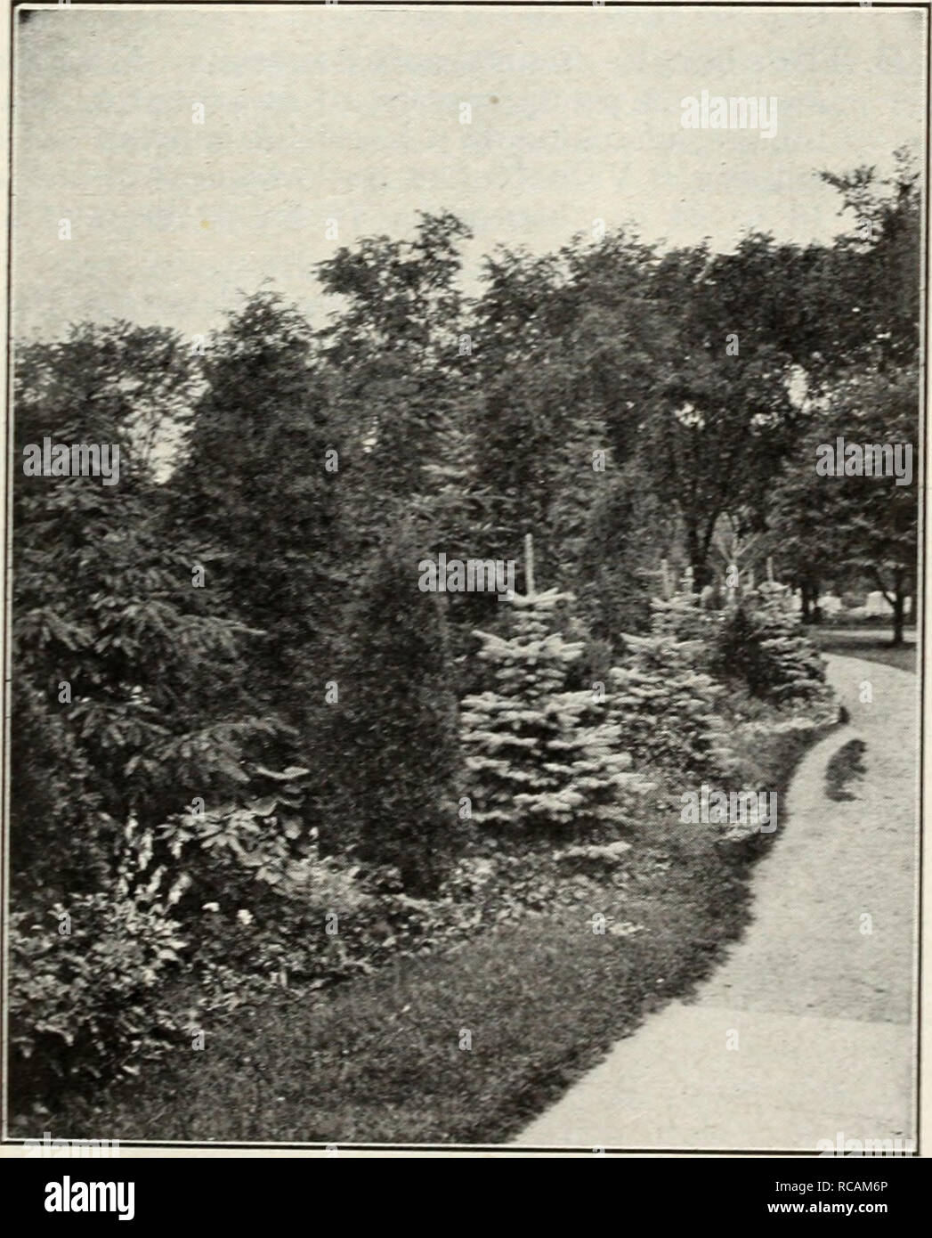 . Ellwanger &amp; Barry Mt Hope Nurseries 1916. Nurseries (Horticulture) Catalogs; Roses Seeds Catalogs; Strawberries Catalogs; Bulbs (Plants) Catalogs; Fruit Catalogs; Flowers Catalogs. RETINOSPORA-JAPANESE CYPRESS-Continued R. pisifera. PEA-FRnTZD Cypress. Bright green pendulous branches. 2 to 2^ 2 ^-j -Sl.oO each. var. aurea. Rich golden yellow. Very distinct. 2 to 21 9 ft., 81.50 each. R. plumosa. Foliage bright green. A beautiful evergreen. 2 to 2^2 ft-, 81.25 each. var. aurea. Golden-branched; compact, upright habit. One of the most popular. 2 to 2^2 ft-&gt; $1.50 each. R. squarrosa. Fol Stock Photo