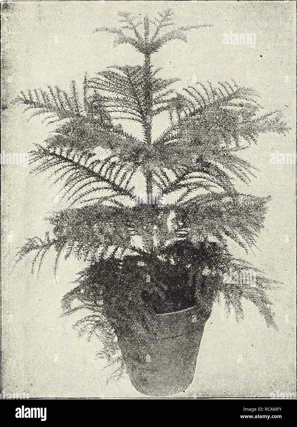 . Dreer's autumn catalogue 1931. Bulbs (Plants) Catalogs; Flowers Seeds Catalogs; Gardening Equipment and supplies Catalogs; Nurseries (Horticulture) Catalogs; Vegetables Seeds Catalogs. 22 pJEAjgjj .QARDENflw GREENHOUSE PLANTS 'fflLMtM. Araucaria Excelsa Ardisia Crenulata. A very ornamental greenhouse plant with dark green, glossy, attractive foliage, bearing clusters of very brilliant red berries. A good subject for the window garden. Fine plants in 5-inch pots that will fruit this season. $2.00 each. Asparagus Plumosus Nanus (Asparagus Fern). There is no better plant for table decoration th Stock Photo