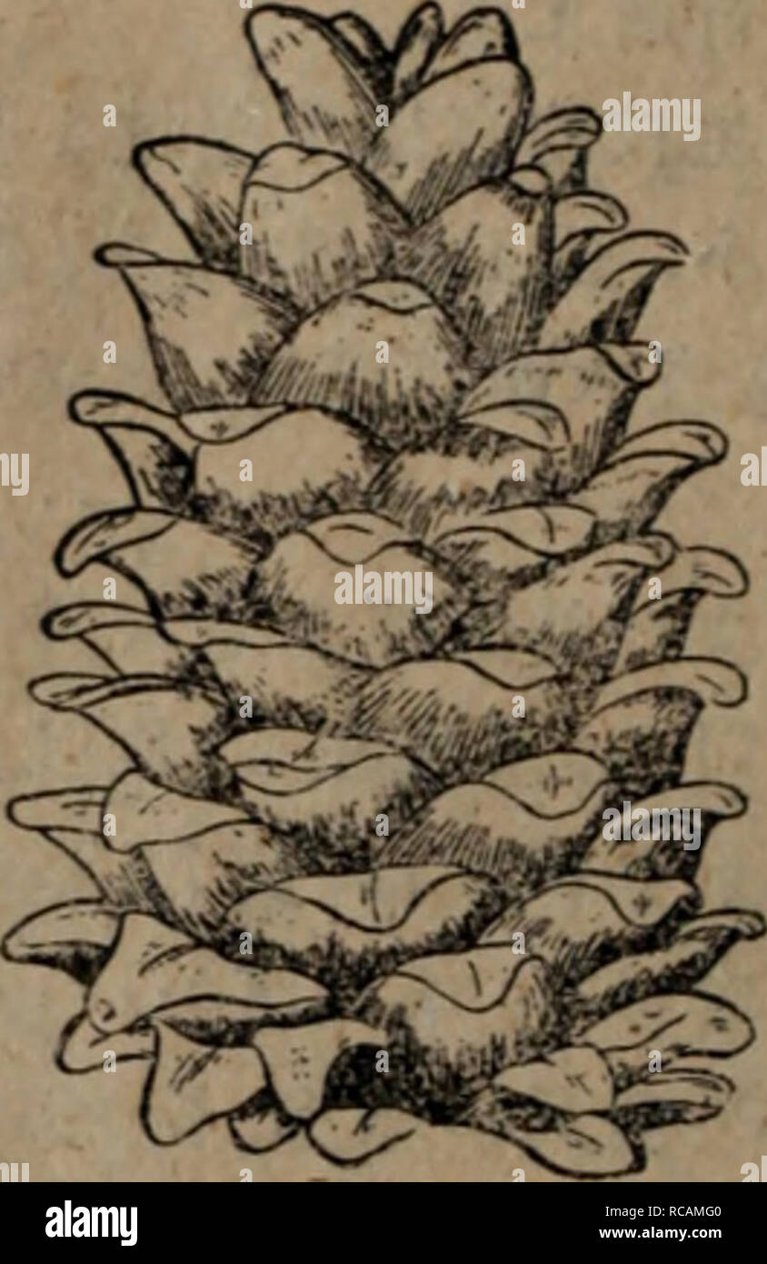 Dong Bei Zhi Wu Yao Tu Zhi Botany A 79 C Ae Pinus Koraiensia S Et Z 1 Aea I Ea I Eªa A A A Ae Ae Ffic C I I Please Note That These Images Are Extracted From Scanned Page Images That May Have