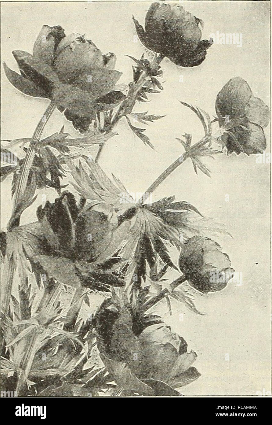 . Dreer's autumn catalogue 1930. Bulbs (Plants) Catalogs; Flowers Seeds Catalogs; Gardening Equipment and supplies Catalogs; Nurseries (Horticulture) Catalogs; Vegetables Seeds Catalogs. 42 /flllA^iaMhi!iJaii5ll!rMil!JM.^ii^PHILMm. Trollius (Globe Flower) Saponaria (Soap wort) Ocymoides Splendens. A very useful plant for the rockerj' or the border, producing from Maj' to August masses of attractive small bright rose flowers; 8 inches. 25 cts. each; S2.50 per doz.; $18.00 per 100. Silene (Catchfly) Alpestris. A good rock work plant, grows about 4 inches high with glistening white flowers in Jul Stock Photo
