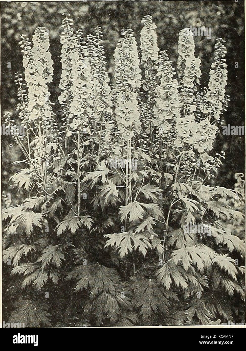 . Dreer's autumn catalogue 1930. Bulbs (Plants) Catalogs; Flowers Seeds Catalogs; Gardening Equipment and supplies Catalogs; Nurseries (Horticulture) Catalogs; Vegetables Seeds Catalogs. Cimicifuga (Snake Rootl Racemosa. A handsome native species, bearing in July and August spikes of pure white flowers; well suited for the border, or for naturalizing; 4 to 6 feet. 35 cts. each; S3.50 per doz. Hardy Chrysanthemums (Shasta Daisy, etc.) Arcticum (The Arctic Daisy). Among fall-flowering perennials this is a perfect gem. It forms an attractive rosette-like clump of pretty dark green foliage, and in Stock Photo