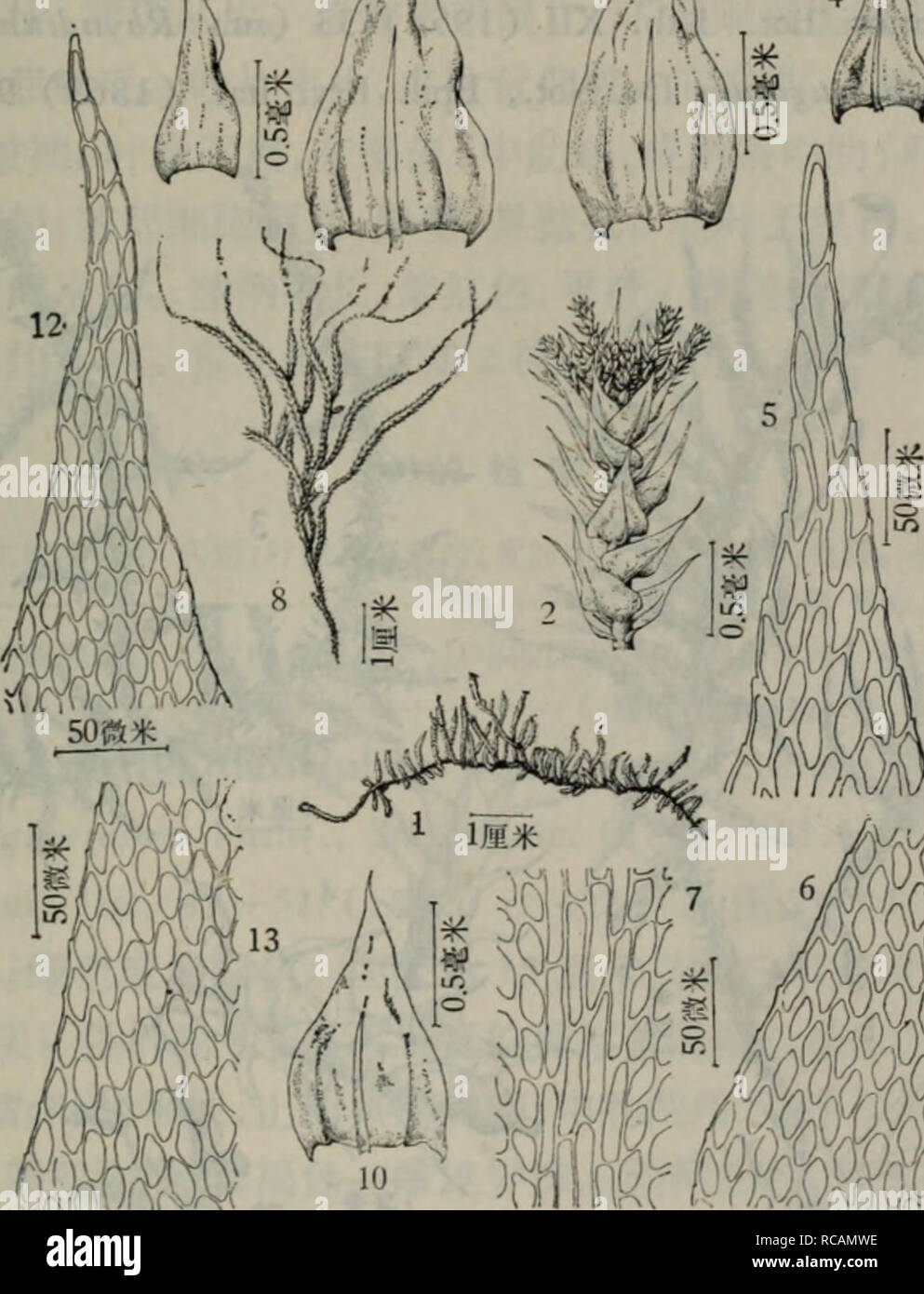 . dong bei xian lei zhi wu zhi. botany. é¢ç±è¤¶ææ¾ãæå¶ä» è¾å°ï¼ä¸èå¶åå½¢ã ç³çæå²©é¢èåçãäº§äºåæçèæ²³å¿èç·å²-ï¼å®å¾å¿é¿ç½å±±ï¼è¾½å®çæ¬æºªå¿ï¼åºæ²³ å¿æ-©äºå±±ãåå¸äºä¸-å½ï¼ä¸åï¼åä¸,ååï¼ï¼æé²ï¼èèè¿ä¸å°åºã 2.è£å¶èOkamuraea brachydictyon (Card.) Nog., Journ. Hattori Bot. Lab. IX (1953) 10. Brachythecium brachydictyon Card., Beih. Centralbl. XVII (1904) 34, fig. 20. Okamuraea cristata Broth, var. gracilis Broth, ex Okam., Journ. Coll. Sci. Imp. Univ. Tokyo, XXXVIII (1916) 78, fig. 35. O. cristata var. gemmata Sak., Journ. Jap. Bot. XXVIII (1953) 57, fig. 3. O. imbricata Okam., Journ. Coll. Sci. Imp. U Stock Photo