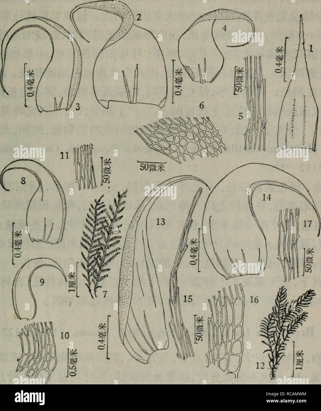 Dong Bei Xian Lei Zhi Wu Zhi Botany A C I Ae A I ea Aea A A Ae Ac A C A Ac Eaeaeae E Ae A I E Ae E Ae Caºe A E A A Ac A A C A 12aa C I Ae C E I A A Ac A Aeca Caºe A Eaaeaea I Acaeae A Caaº Aºe E Ae Ca A A A A Aeaae Eaa A C Ae A A I A