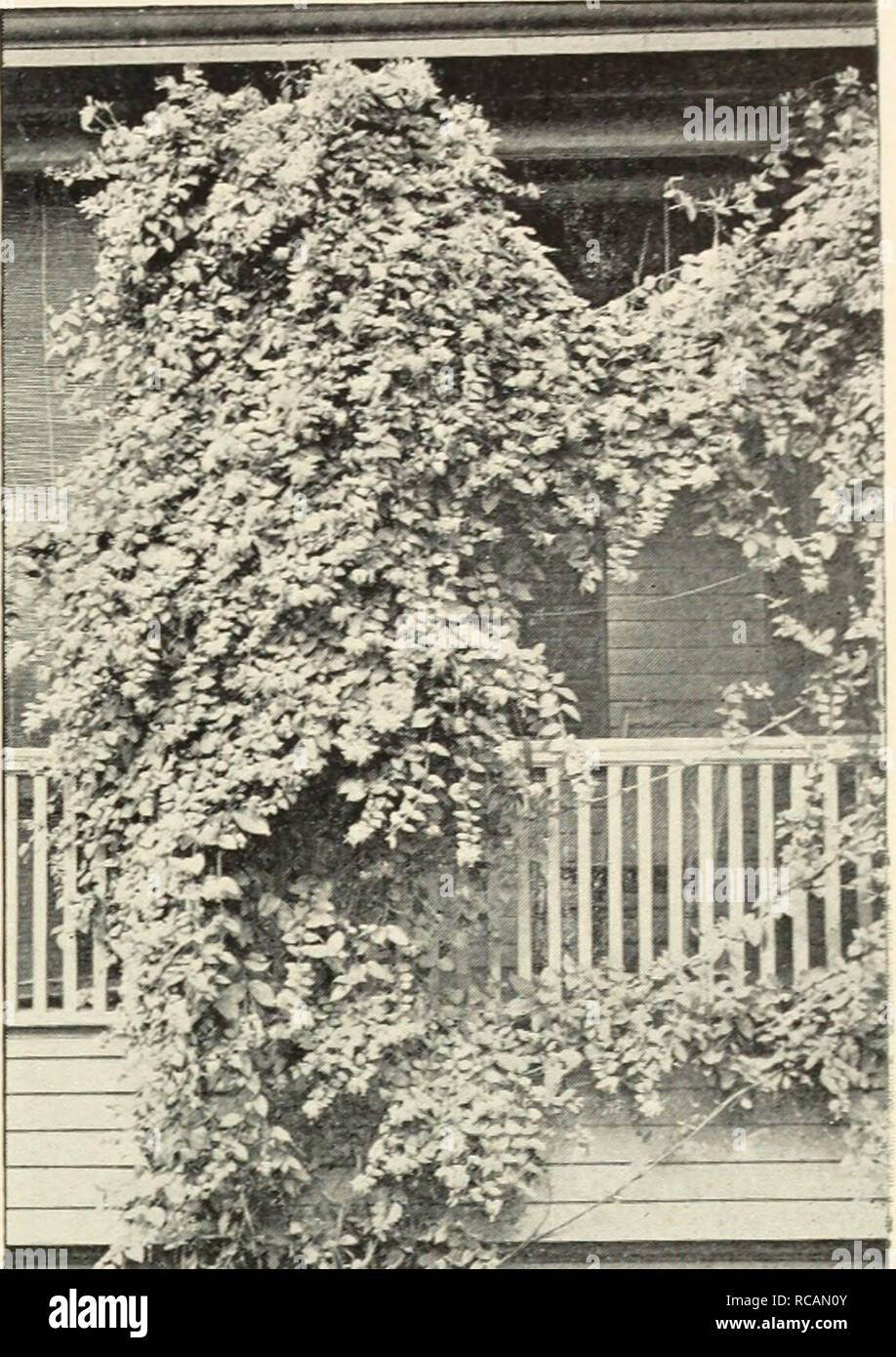 . Ellwanger &amp; Barry : Mount Hope nurseries. GENERAL CATALOGUE. 95 PERIPLOCA. Silk Vine. Schlinge, Ger. P. Graeca. Native of Southern Europe. A rapid-growing beautiful climber. Will twine around a tree or other support to the height of 30 or 40 feet. Fol- iage glossy, and purple brown axillary dusters of flowers. 35c. TECOMA. Trumpet Flower. Jasmintrompete, Ger. Bignone, Fr. T. radicans. American Climbing Trumpet Creeper A splendid, hardy, climbing plant, with large, trumpet-shaped scarlet flowers in August. 35c. var. grandiflora. Large-flowered Trumpet Creeper. A rare and beautiful variety Stock Photo