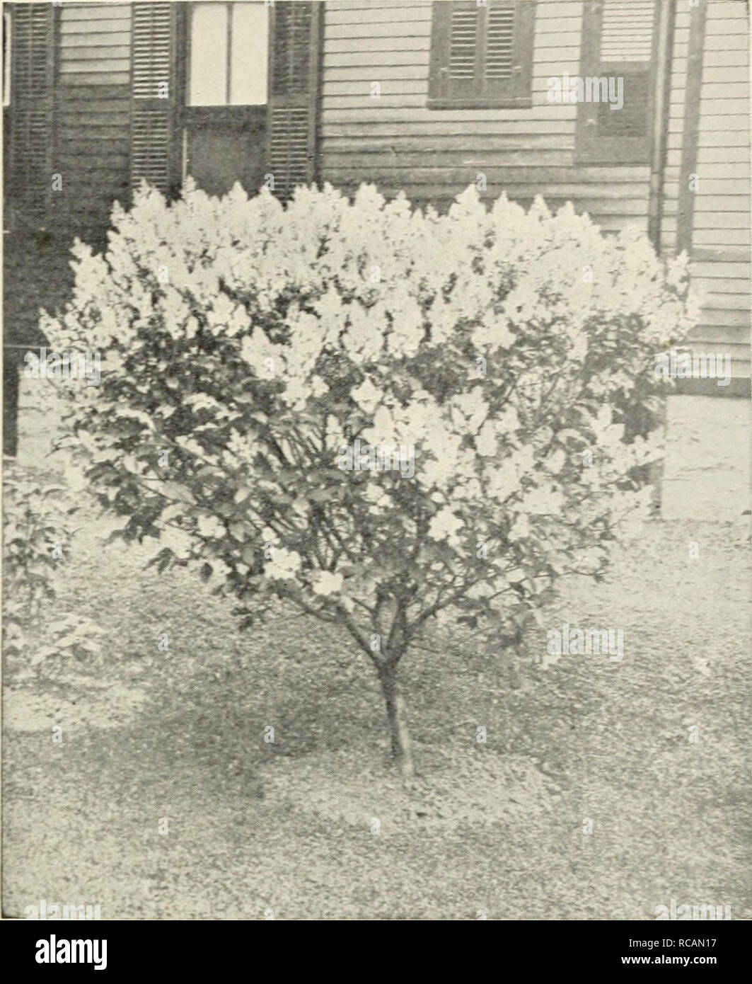 . Ellwanger &amp; Barry : Mount Hope nurseries. GEXERAL CATALOGUE. Spiraea rotundifolia alba. D. Leaves roundish ; flowers white. A dis- tinct variety. 35c. S. salicifolia. Willow-leaved Spir-^a. D. Long, narrow, pointed leaves, and rose-colored flowers in June and July. 35c. S. sorbifolia. Sorb-leaved Spir.ea. D. A vigorous species, with leaves like those of the Mountain Ash, and long, elegant spikes of white flowers in July. 35c. S. Thunbergii. Thuxberg's Spir^^a. D. Of dwarf habit and rounded, graceful form ; branches slender and somewhat drooping ; foliage narrow and yellowish green ; flow Stock Photo