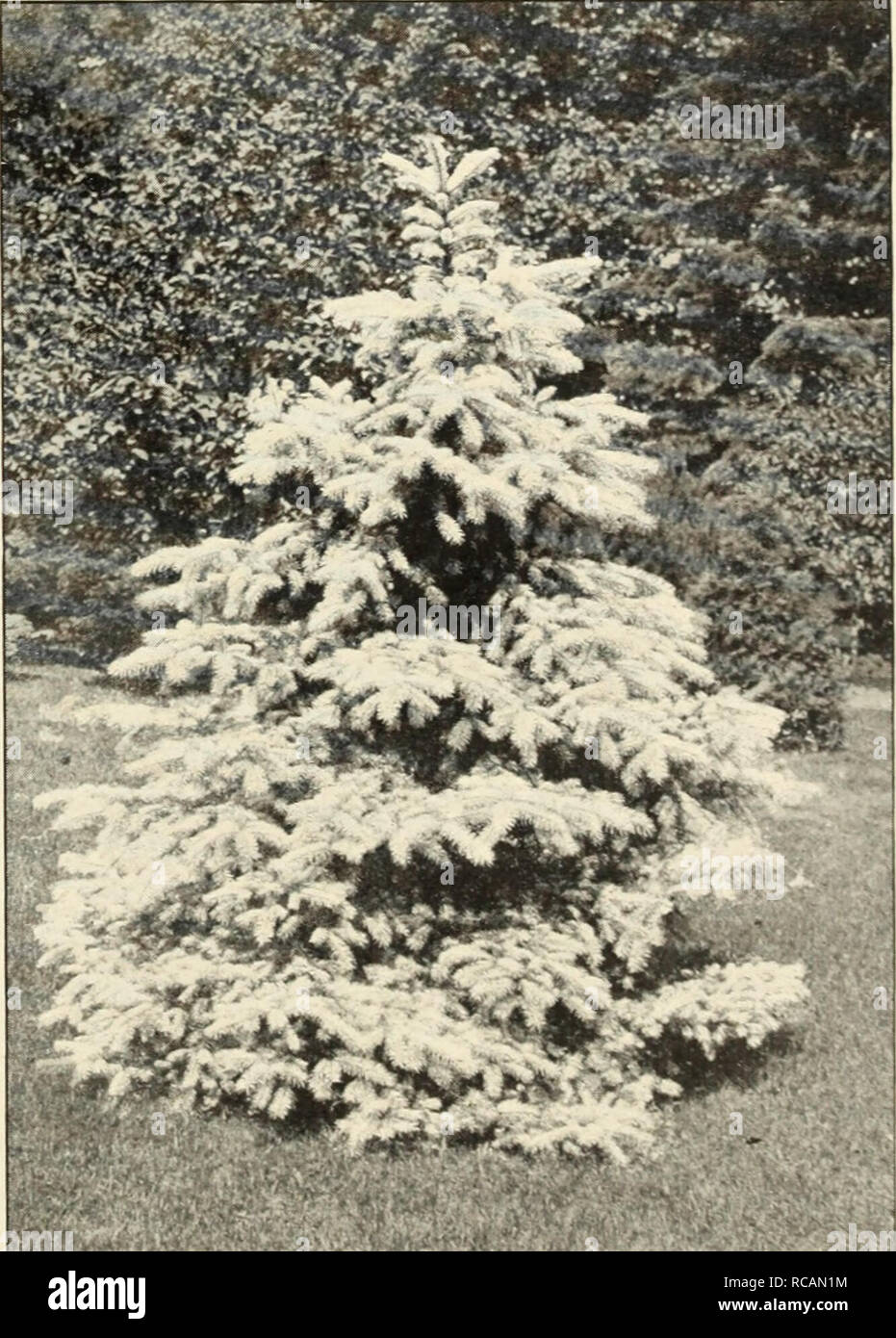 . Ellwanger &amp; Barry : Mount Hope nurseries. GENERAL CATALOGUE. 67 ABIES [including Ficea and Tsiiga Spruce, Fir and Hemlock. Section i. Abies. Spruce and Hemlock. -the He7nlocks, with flat leaves Leaves needle shaped, scattered all around the shoots {inchidhig Tsiiga- mostly two ranked). A. alba. White Spruce. A. A native tree of medium size, varying in height from 25 to 50 feet, of pjTamidal form. Foliage silvery gray, and bark light colored. Very hardy and valuable. 50c. tvar. caerulea. The Glaucous Spruce. B. A small and beautiful variety, of rather loose spread- ing habit, w-ith bluis Stock Photo