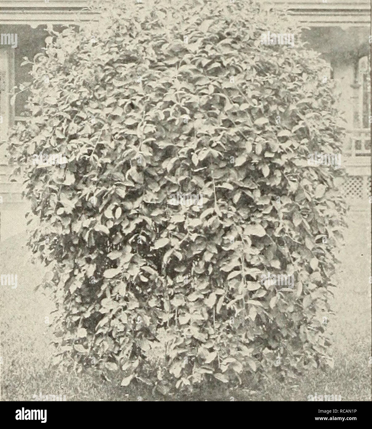 . Ellwanger &amp; Barry : Mount Hope nurseries. 60 ELLWANGER &amp;- BARRY'S ROBINIA. Locust or Acacia. Akazie, Ger. Robinier, J^r. R. hispida. Rose or Moss Locust. C. A native species of spreading, irregular growth, with long, elegant clusters of rose-colored flowers in June, and at intervals all the season, ^i.oo. *R. Pseud-acacia. Black, or Yellow Locust. B. A native tree, of large size, rapid growth and valua- ble for timber, as well as quite ornamental. The flowers are disposed in long, pendulous racemes, white or yellowish, very fragrant, and appear in June. 50c. SALISBURIA, Maiden-Hair T Stock Photo