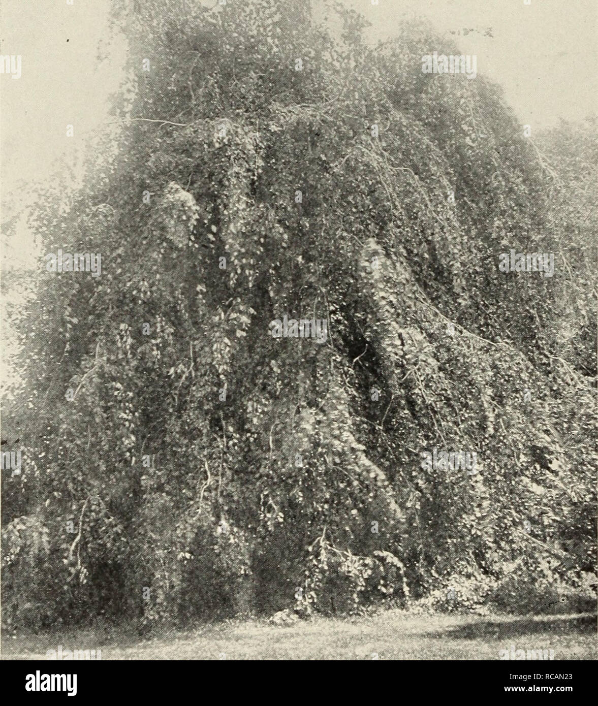 . Ellwanger &amp; Barry : Mount Hope nurseries. 50 ELLWANGER &amp;^ BARRY'S Fraxinus A. var. sambucifolia. American Black Ash. B. A small or medium sized tree, with fine foliage, ^i.oo. F. Bungeana. B. A vigorous grower with large, dark green foliage. $i.oo. F. excelsior. European Ash. B. A lofty tree, of rapid growth, with spreading head and gray bark, pinnate leaves and black buds. 50c. var. atrovirens. {crispa.) Dwarf Crisp-leaved Ash. C. A variety of dwarf habit, wnth very dark green curled foliage. Si.00.. WEEPING BEECH. var. aurea. Golden-barked Ash. B. A conspicious tree at all times, b Stock Photo