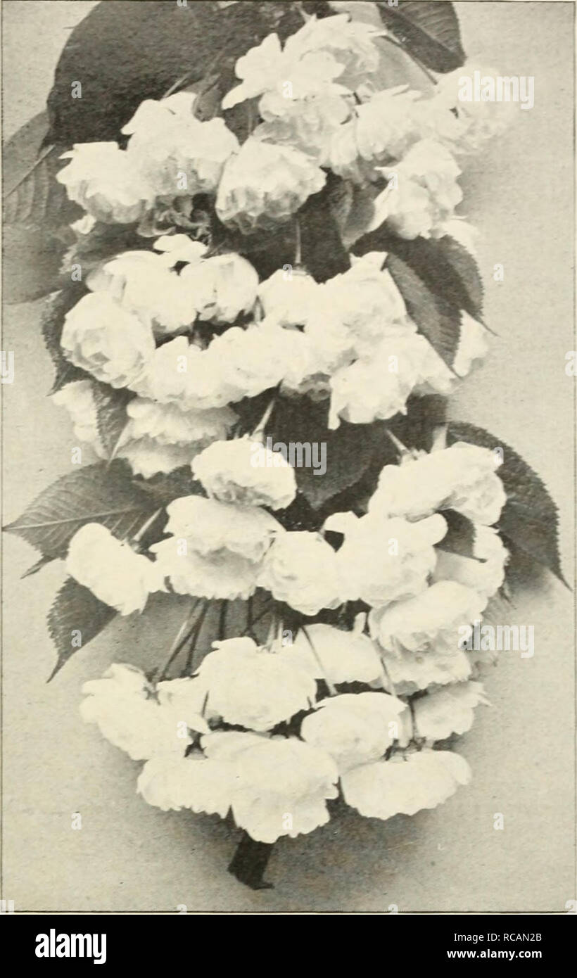 . Ellwanger &amp; Barry : Mount Hope nurseries. GENERAL CATALOGUE. 45 Cerasus Japonica pendula. Japan Veeping Cherry. C. K^semht&lt; pumila f^etidiila somewhat, but is much more feathen,- and graceful; flowers single white, fruit red. One of the finest of the small-headed pendent cherries. $1.50. C. Japonica. var. rosea pendula. Japan- Weeping Rose-flowered Chrery. C. Brought from Japan by Von Siebold, and is certainly one of the finest pendulous trees for lawns or small grounds. The branches are slender, and fall gracefully to the ground, and the flowers are rose- colored, appearing before  Stock Photo