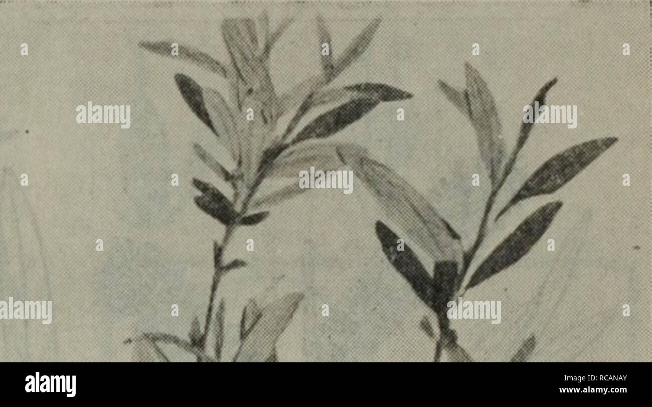 . dong bei mu ben zhi wu tu zhi. botany. 6&quot;1.???S. myrtilloides L. 65.?????S. oblongifolia Trantv. et Mey.. 66.??S. brachypoda Kom.. Please note that these images are extracted from scanned page images that may have been digitally enhanced for readability - coloration and appearance of these illustrations may not perfectly resemble the original work.. liu shen e. ke xue chu ban she Stock Photo