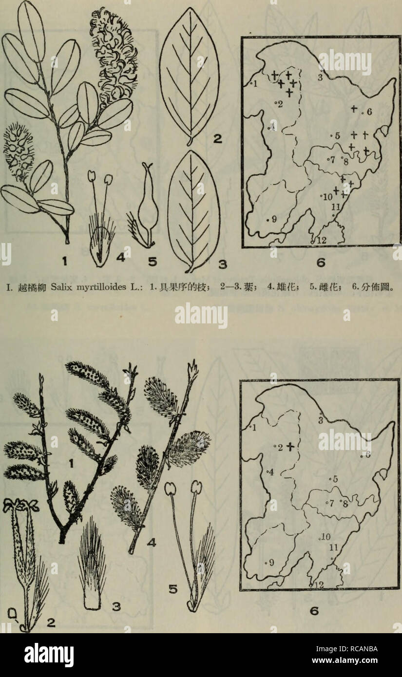 . dong bei mu ben zhi wu tu zhi. botany. ???????? ??xLm. II.???Salix geminata Chang et Skv. sp. nov.: 1.??????2.???3.? ???4.?????5.?fE; 6.????. Please note that these images are extracted from scanned page images that may have been digitally enhanced for readability - coloration and appearance of these illustrations may not perfectly resemble the original work.. liu shen e. ke xue chu ban she Stock Photo