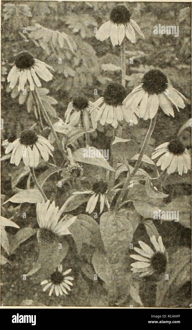 . Dreer's autumn catalogue 1925. Bulbs (Plants) Catalogs; Flowers Seeds Catalogs; Gardening Equipment and supplies Catalogs; Nurseries (Horticulture) Catalogs; Vegetables Seeds Catalogs. 48 /fliiAimaiHfi^!iji-)&amp;iiiifci^iik#gl^^ Rudbeckia (Cone-Flower) Indispensable plants for the hard}' border; grow and thrive anywhere, giving a wealth of bloom, which are well suited for cutting. &quot;Golden Glow.&quot; Produces masses of double golden-yellow Dahlia-like flowers from July to September. Maxima. .n attractive variety, growing 5 feet high, with large glaucotis green leaves and bright yellow Stock Photo